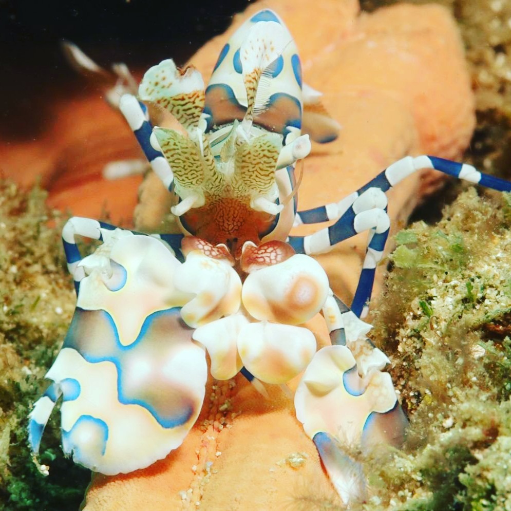 Sous la surface autour de Sakatia, il y a tout un monde caché que la plupart des gens ne remarquent jamais... jusqu’à ce qu’ils plongent avec nous.
Des impressionnantes crevettes arlequins qui se nourrissent soigneusement, aux couleurs et motifs incroyables des nudibranches, chaque plongée devient une lente chasse au trésor pour les créatures les plus petites et fascinantes de l’océan.
Ce ne sont pas de simples observations chanceuses — notre équipe sait où regarder, comment aborder la vie marine de manière responsable, et comment vous accorder le temps de vraiment la vivre (et de la capturer si vous aimez la photographie sous-marine.
Ce que cela signifie pour vous si vous venez plonger avec nous, c’est :
• Plus d’observations uniques à chaque plongée
• Profils de plongée calmes et sans hâte, parfaits pour les photographes
• Une compréhension plus profonde du récif, pas seulement une simple traversée rapide
• Véritable lien avec la vie marine autour de Sakatia
Que vous soyez un amateur de macro ou simplement curieux de savoir ce qui se cache dans le récif, c’est là que la magie opère.
📩Envoyez-nous un message sur travel@moramora.ch pour planifier vos plongées et séjour sur cette île paradisiaque ou joignez vous à nous lors de notre voyage "Dive&Chill with friends" du 14 au 29 novembre 2026 www.moramora.ch/sakatialodge
#moramoratravel #moramoradivers #Sakatialodge #reefcheck #MacroDiving #HarlequinShrimp #Nudibranch #divemadagascar