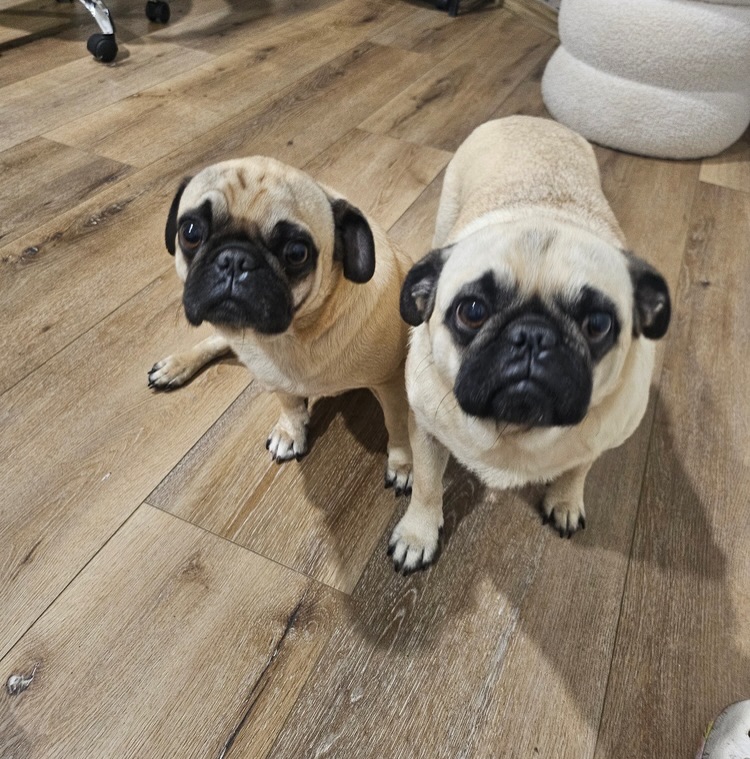 Pup of the Day: Max & Blue 🐾
Yes… we know.
We’re a Lab rescue.
And yes… these are pugs 😂
But when Max & Blue needed help, we simply could not say no to these two honorary Labs in wrinkly little bodies.
These bonded best friends are both 3 years old, around 20 lbs, and packed with approximately 200 lbs of personality.
Max is the charming comedian of the duo — equal parts neighborhood mayor, snack enthusiast and professional shadow. He believes every stranger is a future friend and every nap is a competitive sport.
Blue is the little dog with a big dog attitude. He missed the memo that he’s a pug and prefers to live life like a retriever: in the middle of the action, fully committed to fun and always ready to supervise whatever you’re doing.
Together? Absolute gold.
Think:
✔️ snorts and snores
✔️ curly-tail wiggles
✔️ nonstop entertainment
✔️ couch cuddles
✔️ tiny sidekicks with giant hearts
These boys are a bonded pair, which means they’re looking for a home together. And honestly, we wouldn’t dream of splitting up this iconic duo.
Like many pugs, they come with some lovable quirks and would do best with someone familiar with the breed (or fully prepared to learn the ways of flat-faced royalty 👑).
If you’ve ever thought, “I wish my life had more laughter, more personality and more tiny footsteps following me around,” Max & Blue are ready to make that happen.
If you are already an approved adopter and want to meet or adopt Max & Blue, please contact your adoption coordinator. Or you can fill out an application at mhlrm.com
#pugs #rescue #milehighlabmission #adopt #denvercolorado