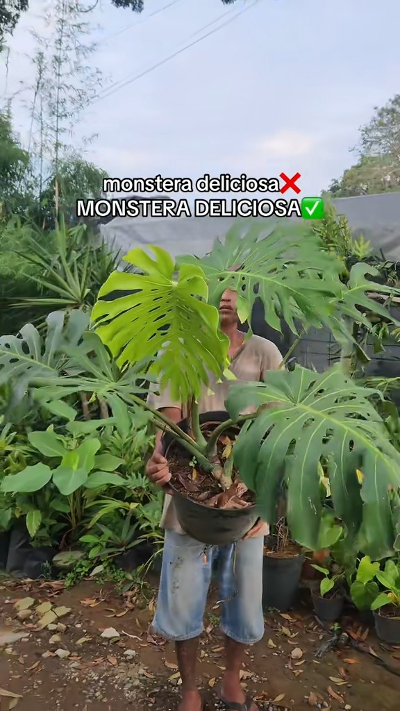 Monstera Jumbo😍
#ornamentalplant #tanamanhias #tanamanviral #tanamanhidup #monstera
