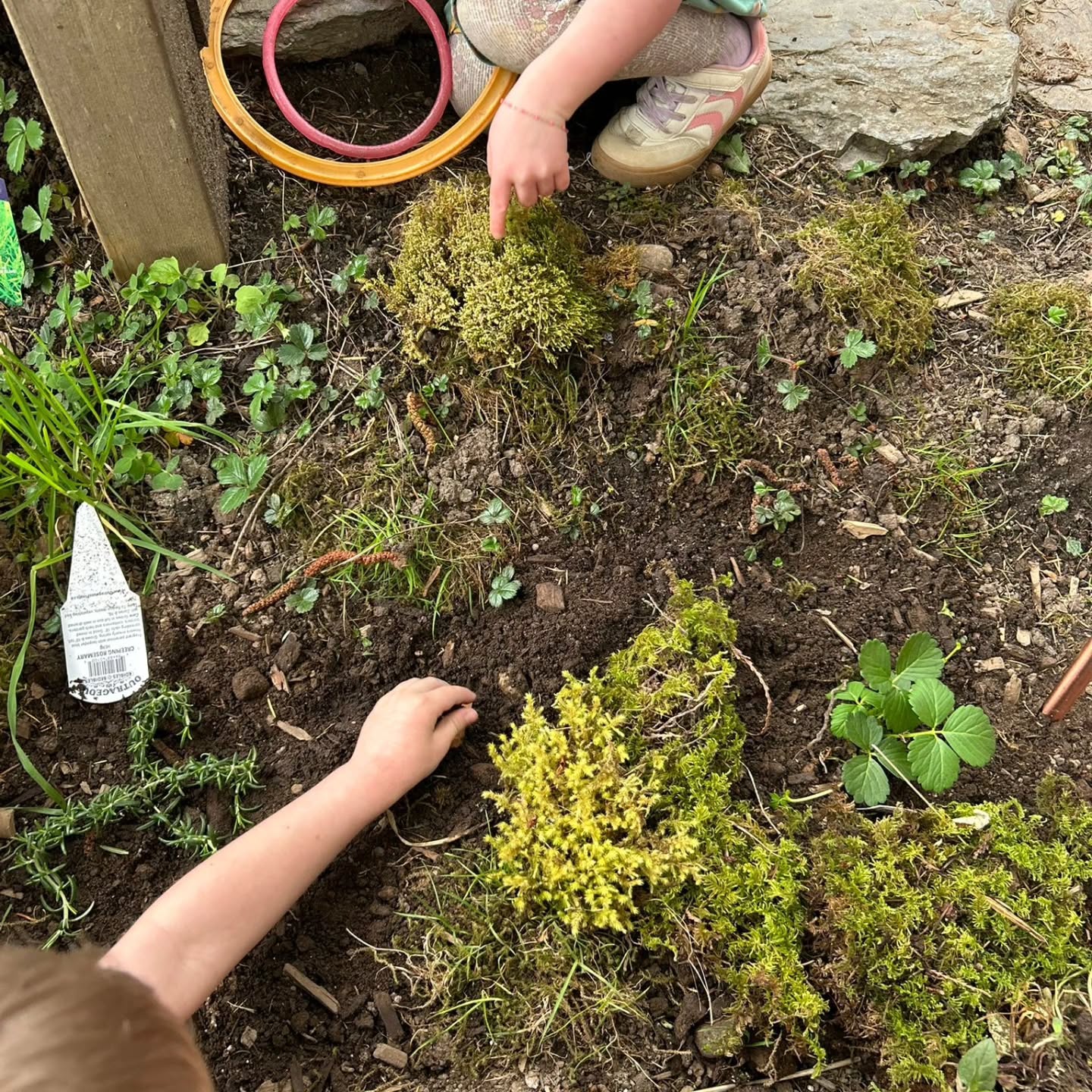 We grow together and grow things together 💚🌱
##islandmontessorischool #imhs #preschoolfun #getoutside #yyjpreschool