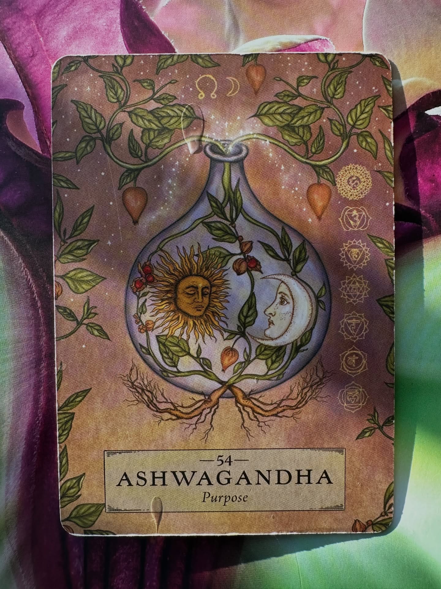 Ashwagandha – → and eventually, it exhausts itself
BURN OUT // THREAT // UNSAFE
Chronic stress, the world can feel threatening.
The body carries the burden physically and immune system weakens… our resilience fades. Thoughts swimming around in my mind… and Ashwagandha pops up!
Energetically Depleted and dried out, this plant is commonly found growing by roadside.
Withania somnifera, A plant showing resilience thriving in worn down conditions. the name translates to ‘smell of a horse’ - it is said to give you the strength of a horse, stamina and vital energy. It is known as a adaptogenic herb used for energy.
The homeopathic picture of individuals whom require the remedy… they begin with an excited nervous system, anxiety, restlessness, palpitations, a mind that won’t switch off. Then fatigue, low mood, indifference, depletion follow.
BURNOUT
🌿 As part of the Solanaceae family, Ashwagandha carries the general themes of darkness and light - living in a threatening world. Sensitivity and intensity with the demands in the world.
Want to know more? Get in touch via website link
Supervision available for homeopaths and students 🙏 @animamundiherbals deck