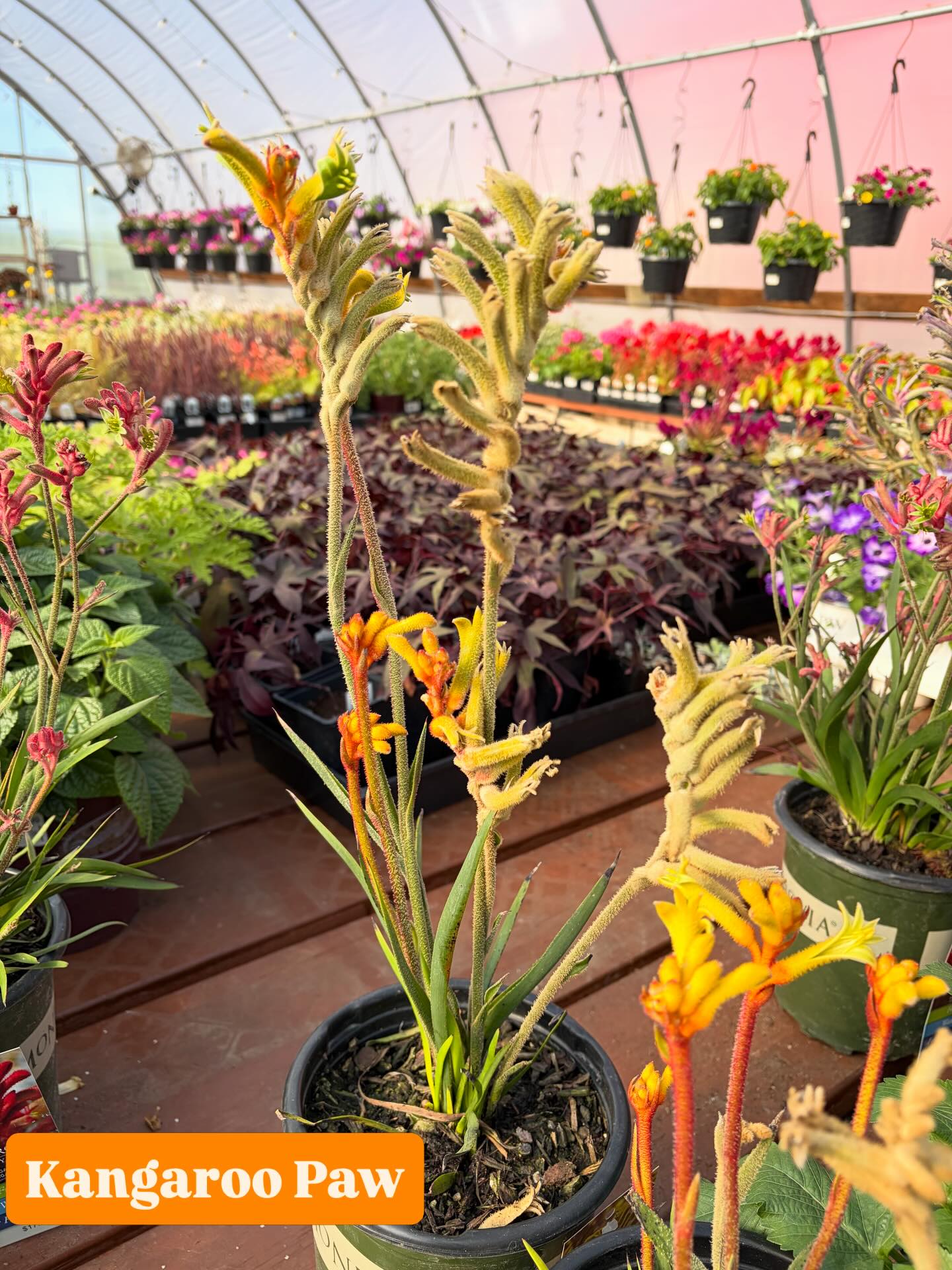 🦘 Kangaroo Paws 🦘 our newest greenhouse addition! A little fuzzy, a little funky, and totally ready to hop to your garden or containers this season!
🌸 Easy care annual
☀️ Full to part sun
💧 Water wise
✨ Long bloom time
🌱 @monroviaplants