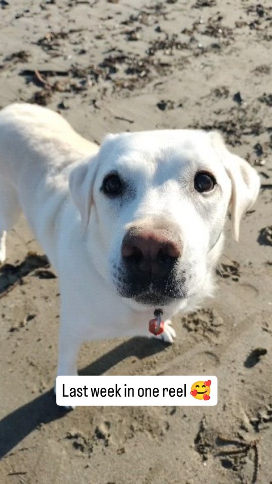 Last week in one reel. We had lots of dogs last week, 4 weather seasons and a couple of new faces. So here we are. See who you can recognize 🥰😍
#lovemywork❤️ #dogs #beachdogs
