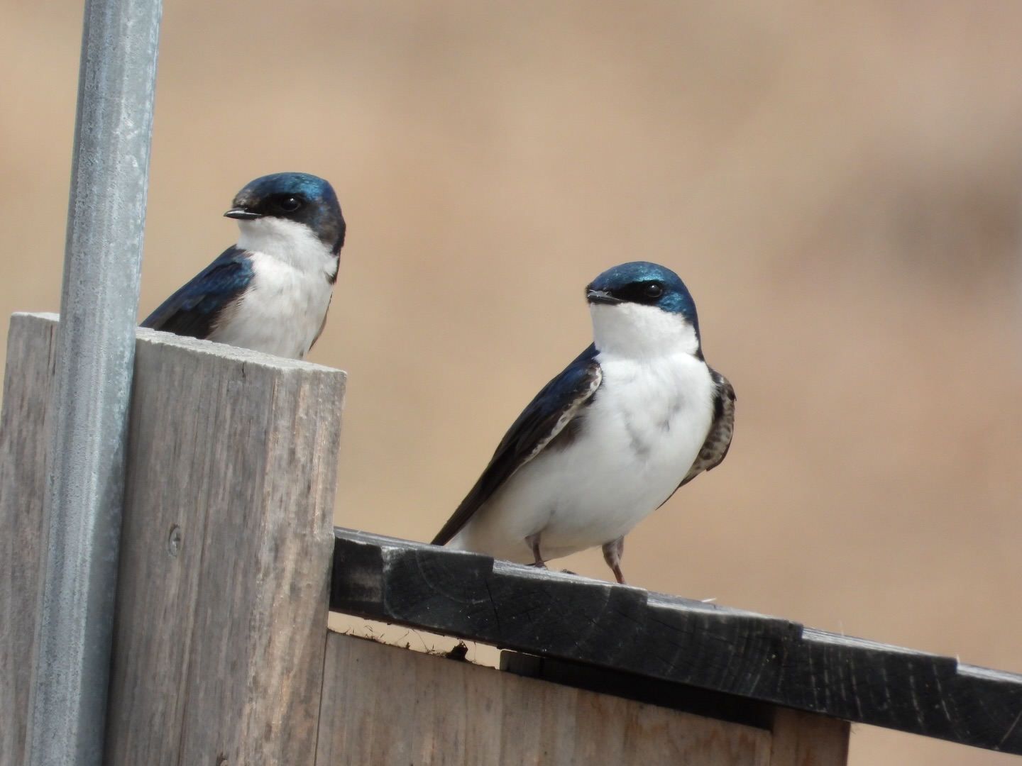 Some of the birds spotted on campus over the past two days.
1. Tree Swallows
2. Northern Flicker (female)
3. Pied-billed Grebe
4. American Coot
5. Hooded Mergansers (male and female)
#umindigenous
#birdjoyisresistance
#birding
#nature
#wellness