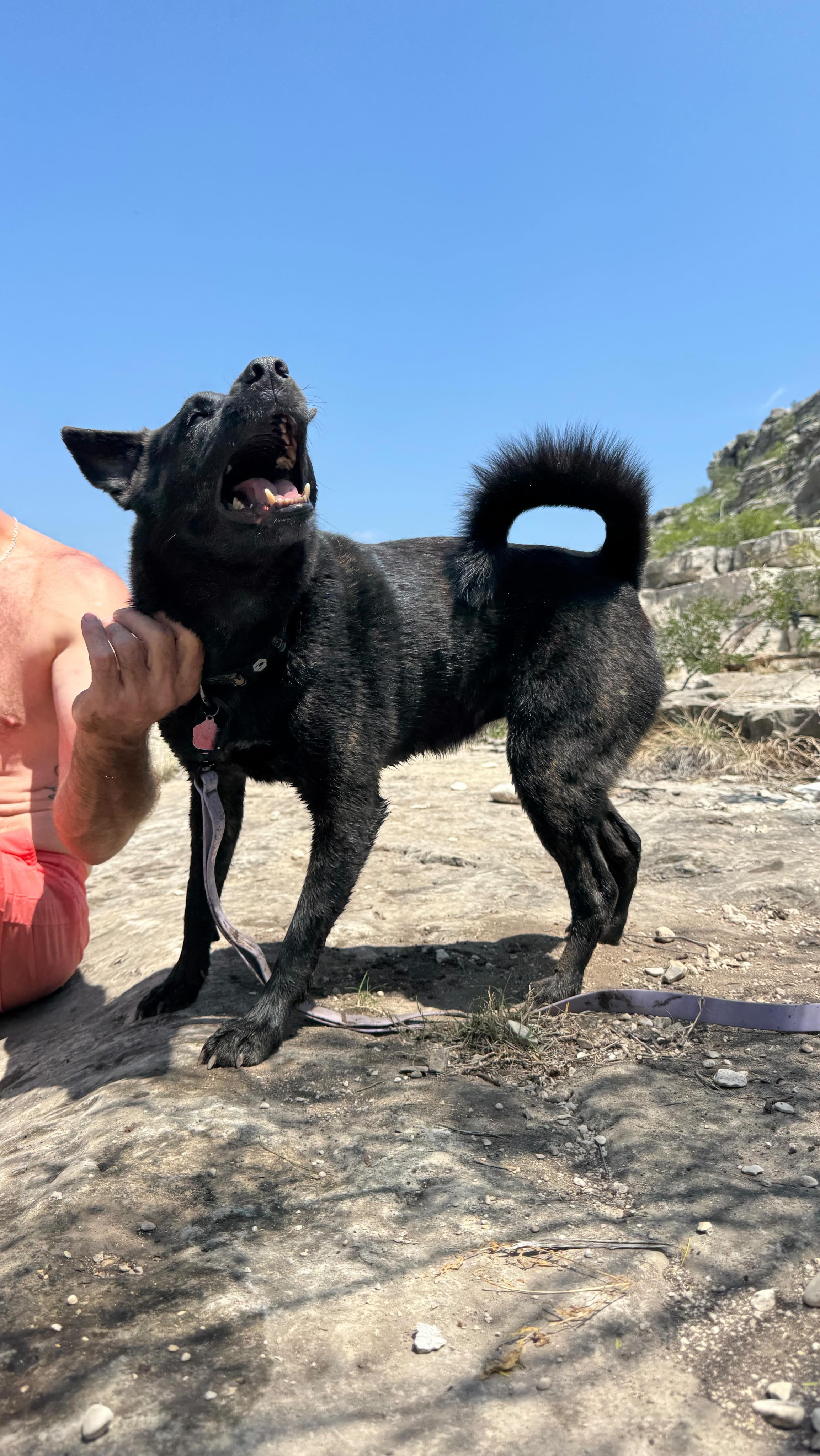A day off from the daily, Luna & sidekick Jangles get a trip out of town! š š¶
Contact me to book 2026-2027!
š¾Boerne Pet Sitting
šBoerne - Fair Oaks Ranch - Dominion - Leon Springs
š±Book now 830-837-3135!
DM to request more info