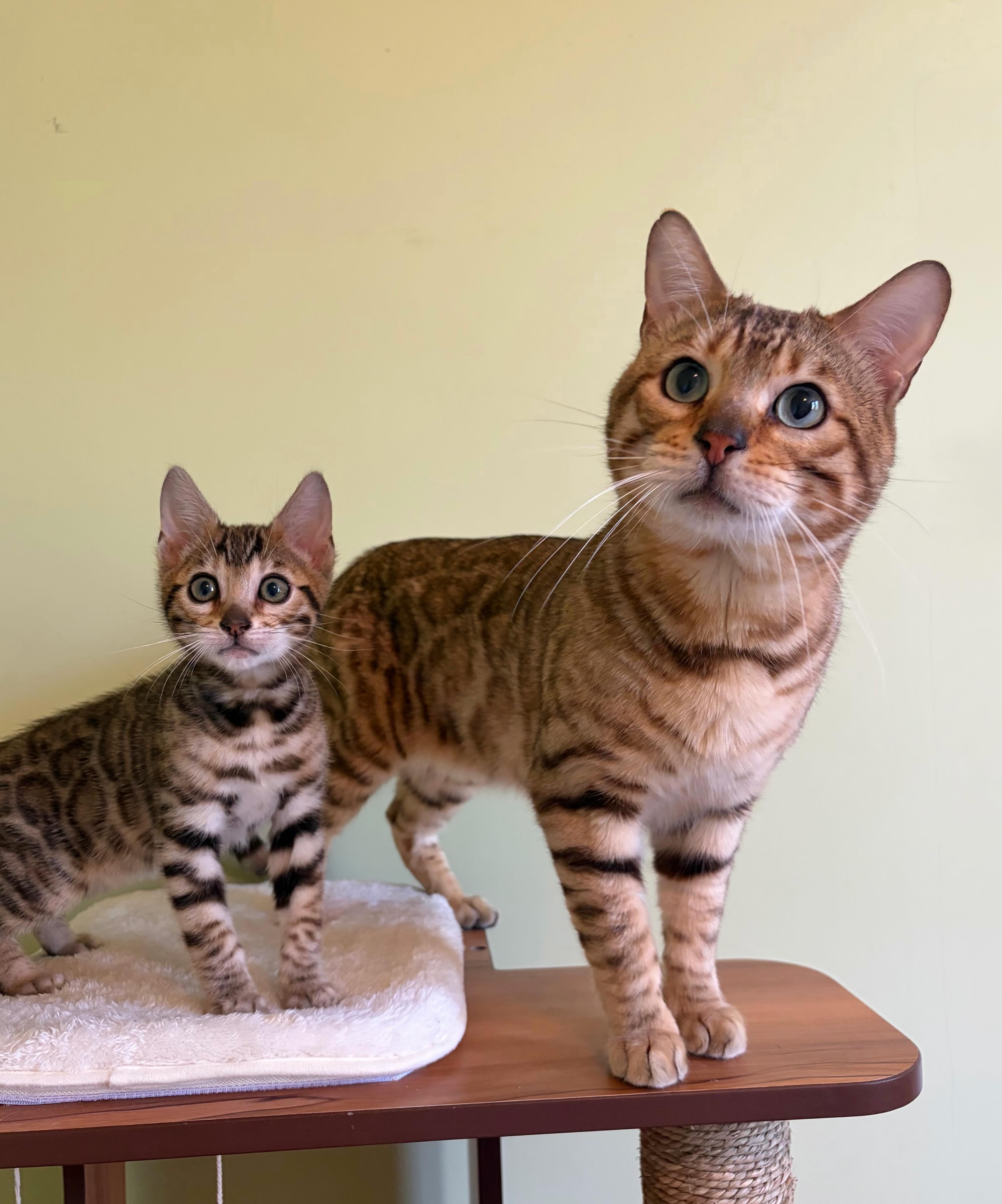 Father and son 🐾
•
•
•
#bengal #bengalcat #bengalkitten #bengalbreeder #tica