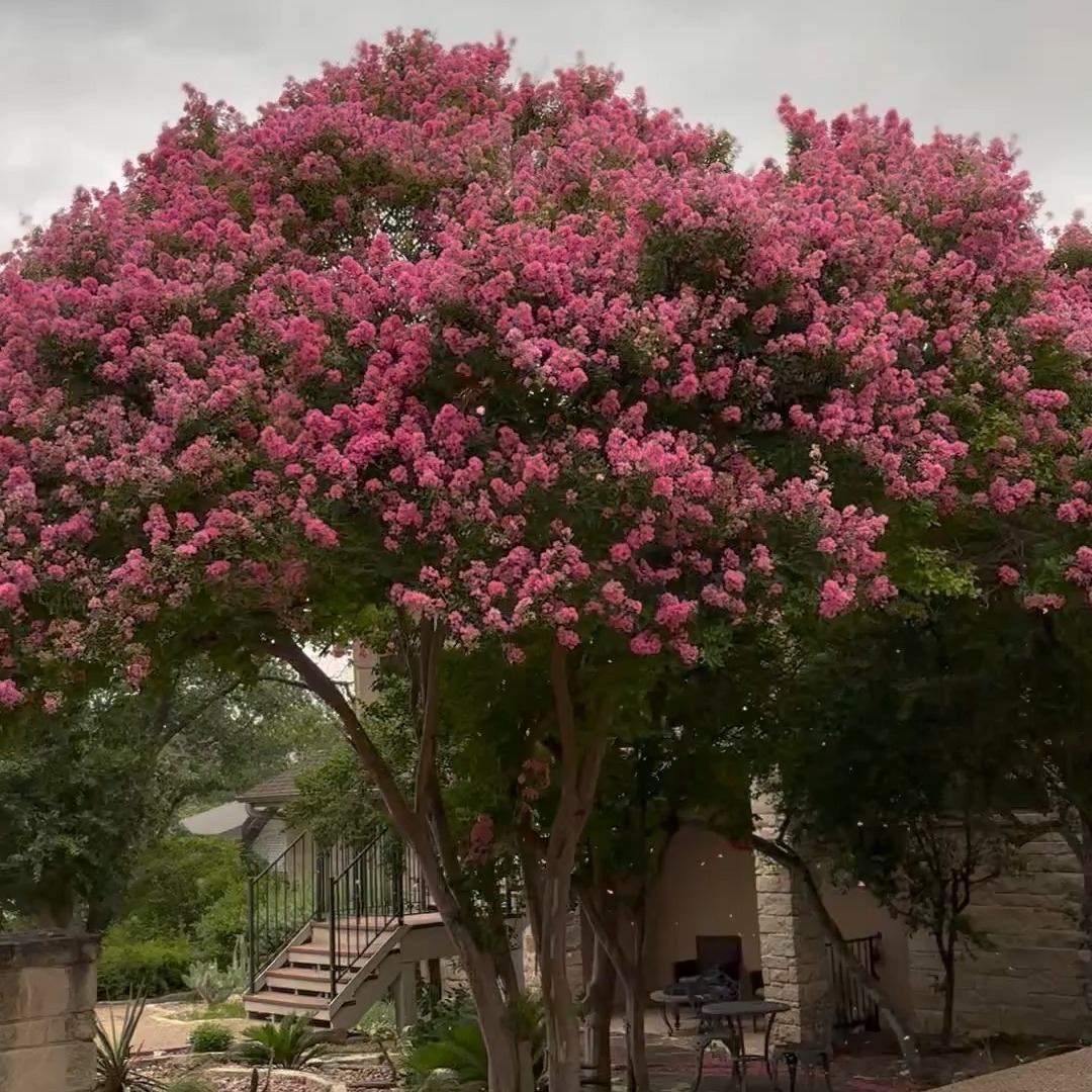 It’s Arbor Day, the best day of the year to be a tree lover. Do you have a favorite tree? It's Judy Maggio and this is the tree I love the most - the crepe myrtle in our front yard. The pink blossoms pop out in early summer just as everything else is turning brown. If you have a tree that deserves some recognition - the Austin Parks and Recreation Department & TreeFolks have teamed up for the annual Austin Tree of the Year Awards and they need YOUR nominations. Let’s celebrate our urban forest and the trees that make this city home.
@treefolks @austincityparks
#ArborDay #Treelovers #HonorATree