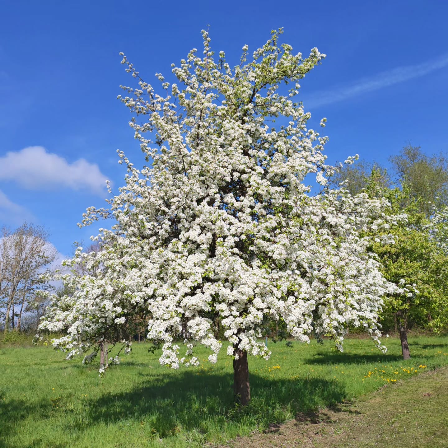 Kirschblüte auf der LiFarm . . . Kann man erleben . . . .