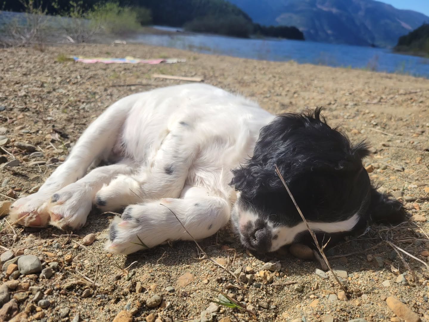 With just 2 left to go, we celebrated the weather with a lake day!
#dog #puppy #spaniel