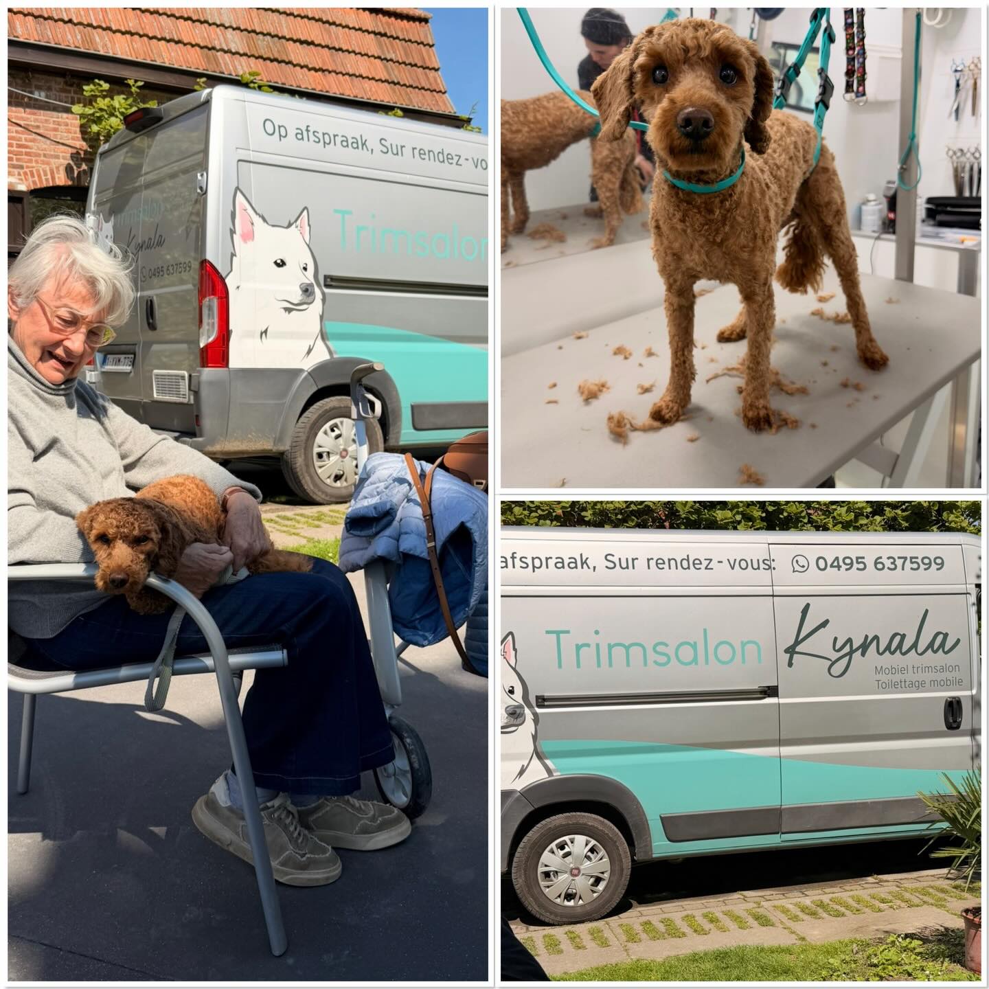 Trimmen is gelukt!
Zo blij om te delen dat het trimmen van Molly, onze lieve poedel, een groot succes was! 💖 Als pup was ze enorm bang en we hebben ontdekt dat ze misschien nare ervaringen van de kweker heeft meegemaakt, wat leidde tot blaf- en bijtgedrag uit onzekerheid. Maar wat een lange weg van socialisatie is er inmiddels afgelegd!
De eerste keer dat Molly getrimd moest worden, was ze zo angstig dat ze beet. 😢 Maar na hard werken aan haar vertrouwen was het gisteren eindelijk zover: Molly vertrouwde me genoeg om het trimmen aan te gaan!
Dank aan Daphne van **Trimsalon Kinala**, die met haar prachtige mobiele salon ter plaatse kwam! Molly kon nu vlot getrimd en gewassen worden. Wat een verschil!
Dit is nog maar het begin; we blijven regelmatig oefenen om haar vertrouwen verder op te bouwen. Een grote dank aan Daphne voor haar professionele aanpak en geduld. Goed gedaan! We blijven ons best doen voor Molly’s welzijn. 🐾✨
#Trimmen #Hondentraining #Poedel #Hond #Socialisatie