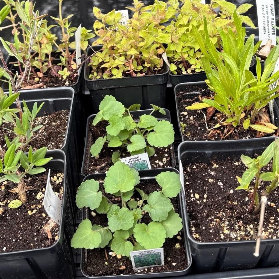 The second grade will be creating a pollinator garden to ensure that all pollinators have what they need in the habitat, such as water and places to hide nectar. The will use fresh compost, a worm bin, native pollinator plants and the three planters in the Stanton school yard. 🐝
Ms. Solomon obtained funding from a Stanton Community Partners Innovation Mini Grant to help her students understand interdependence of habitat components and pollinators. 🐝