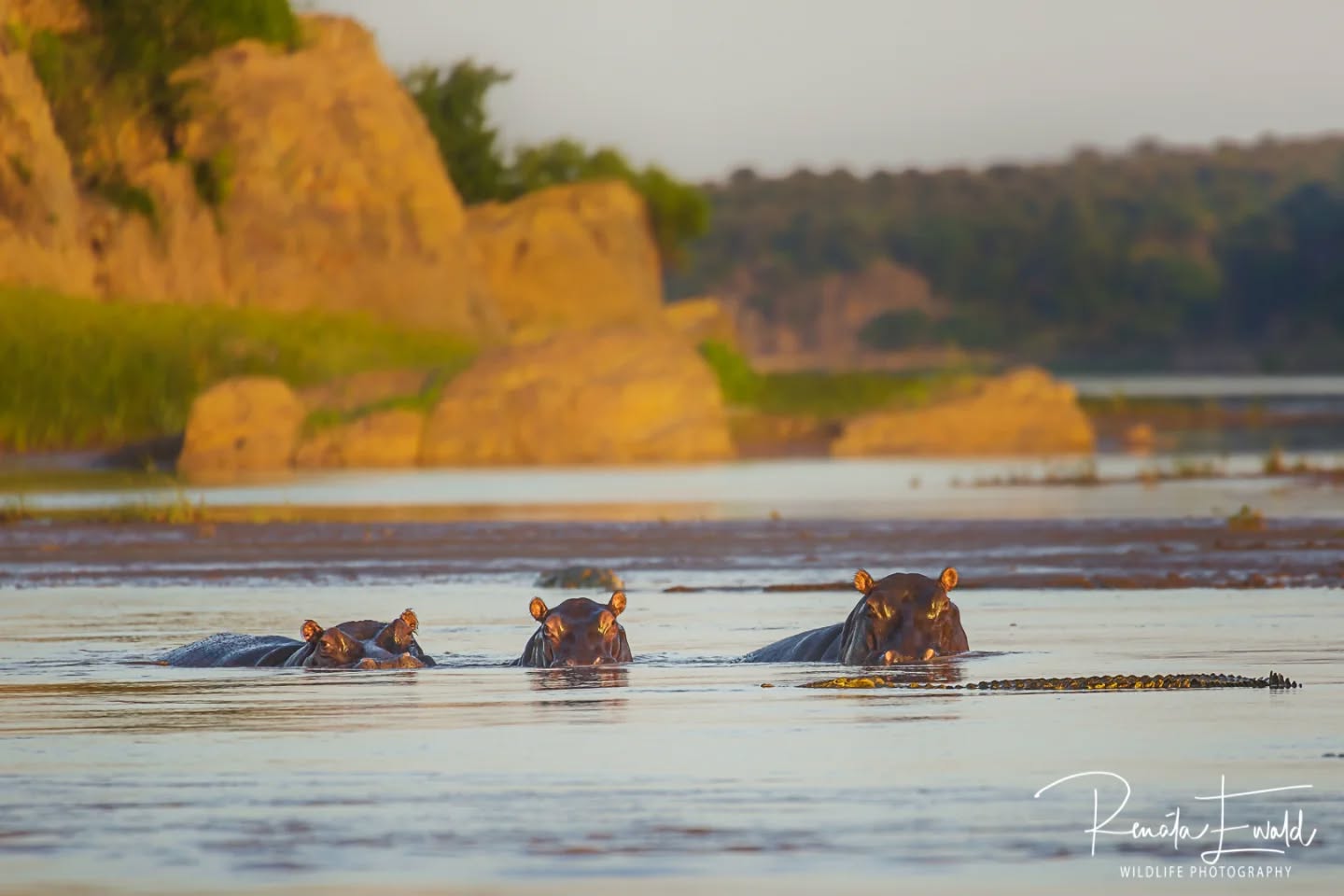 Hippos & crocodiles
Masters of the water world around us here in the Limpopo/Kruger area, South Africa
#Kedibonesafarifamily
#wildlife
#safari
#gamedrives
#hippopotamus
