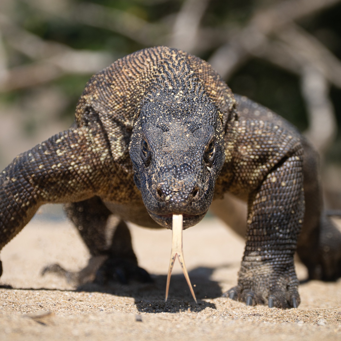 When you're lying on the ground and the dragon is running at you, it's hard to judge distance. So you have someone standing next to you and they tell you when it's time to get up and move. Fun.
If you swipe fast enough you get a little sense of it coming at you.