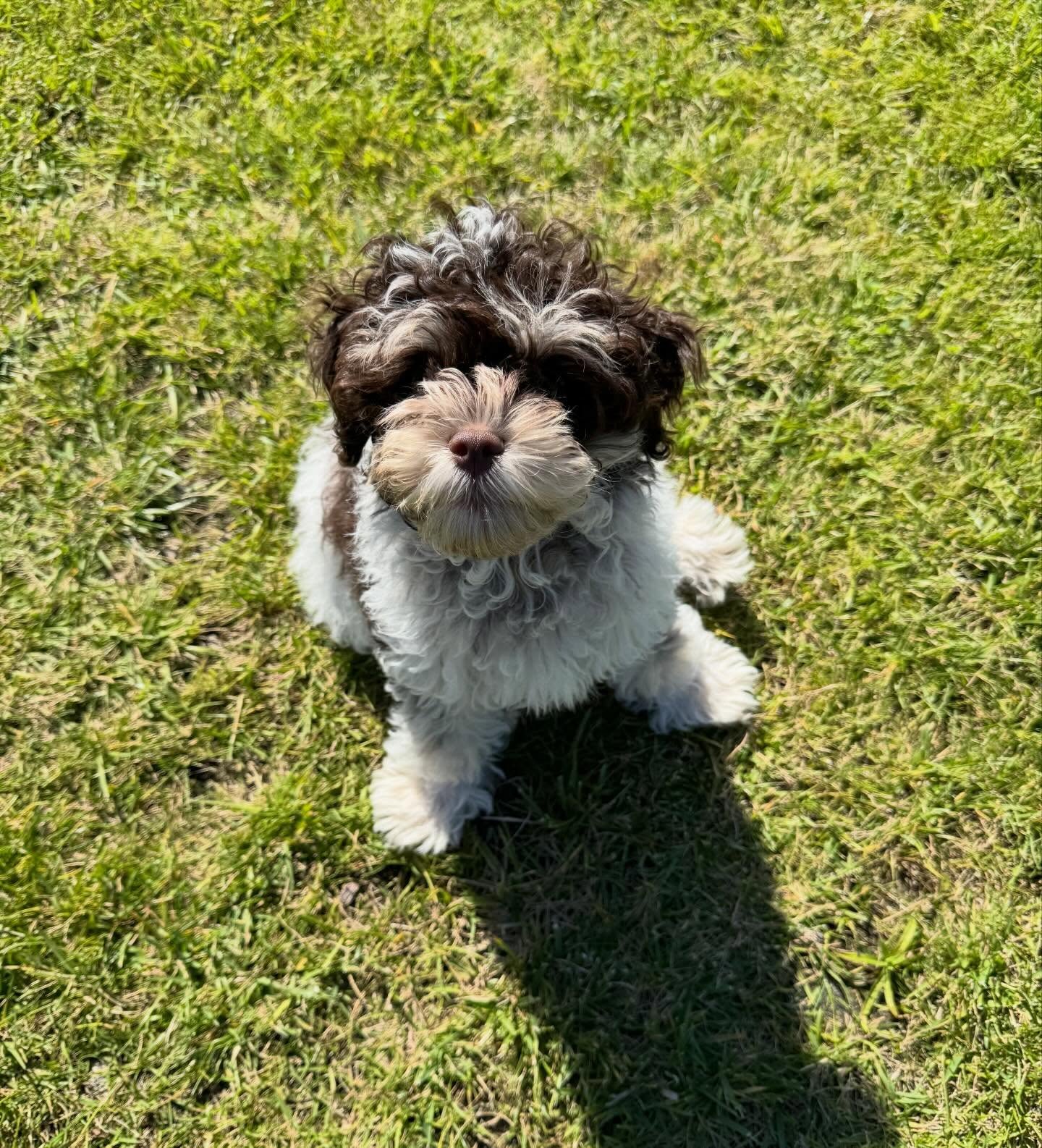 Since summer is approaching here’s a throwback to Bruno’s first appointment last year! 🤭🐾❤️