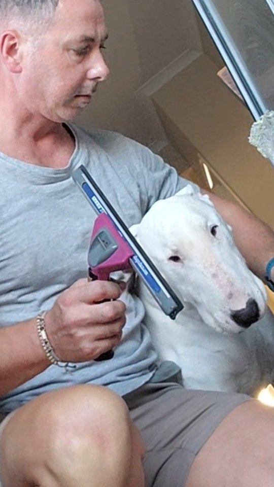 When you're just trying to wash a few windows but you realise you haven't seen ya boyee for almost 2 seconds...
#bullterriersofinstagram #bullylove #bullterrierlove