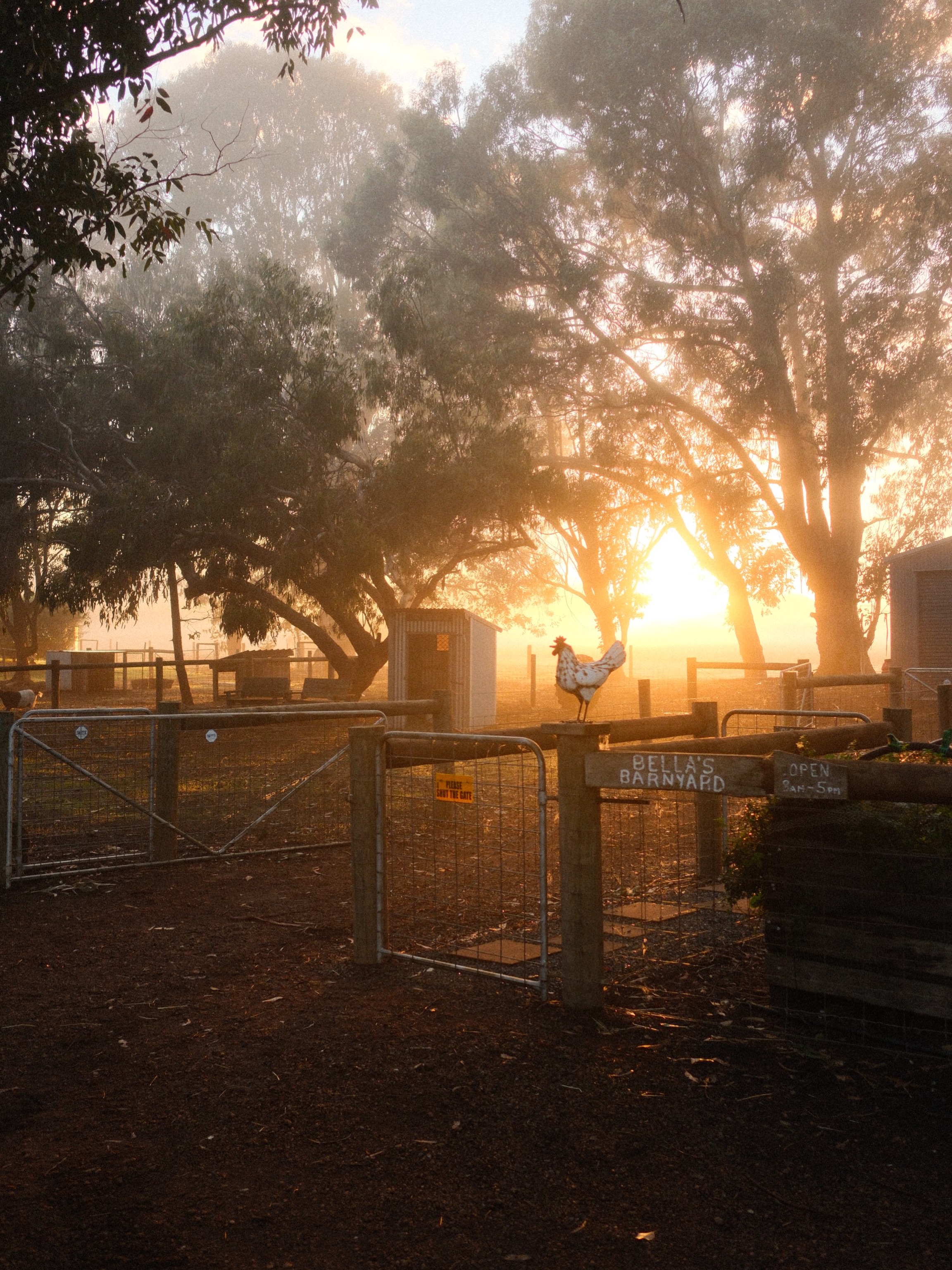 Watching the fog lift and the sun rise this morning beyond Bella’s barnyard.