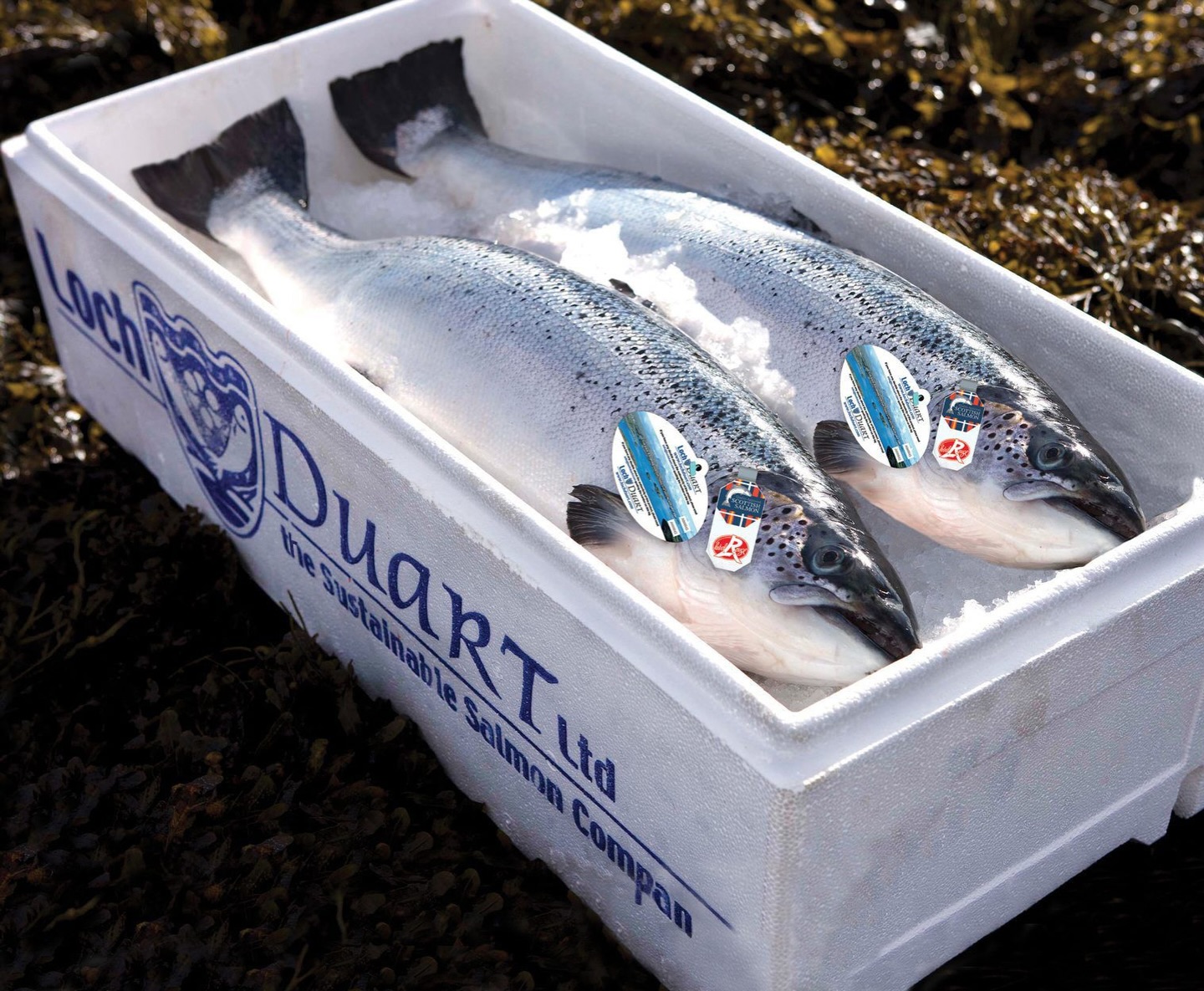 Elevate your menu this bank holiday with the gold standard of Scottish salmon.
At My Fish Company, we settle for nothing less than the best. That is why we partner exclusively with @lochduartsalmon to bring you fish farmed in the rugged, cold currents of the Scottish Highlands.
Why Chefs Choose Loch Duart Salmon
✅ Unrivalled Quality: Renowned for its firm texture and clean, delicate flavour that excels in any dish.
✅ Ethical Excellence: High welfare standards and low stocking densities ensure a healthier, superior product.
✅ Proven Provenance: Feature a name on your menu that carries global prestige and a commitment to sustainability.
The My Fish Company Precision
Our expert fishmongers prepare every order in-house, tailored specifically to your kitchen’s needs.
We focus on the details so your team can focus on the cooking.
✅ Maximised Yield: We meticulously pin-bone and trim every fillet, ensuring you get the highest usable product and zero wasted prep time.
✅ Consistent Perfection: Every portion arrives finished with exacting precision, ready for the pass.
Just a reminder about Bank Holiday Deliveries:
The long weekend is fast approaching, and we want to ensure your kitchen is fully stocked for the rush.
❌Please note that we will not be delivering on Bank Holiday Monday. There is still plenty of time to get your orders in for the weekend, so do not leave it until the last minute.
Contact us today to secure your bank holiday supply.
☎️ 01253 779813
#salmon #lochduartsalmon #lochduart #scottishsalmon #fishmonger chefselection sustainablefish bankholiday
