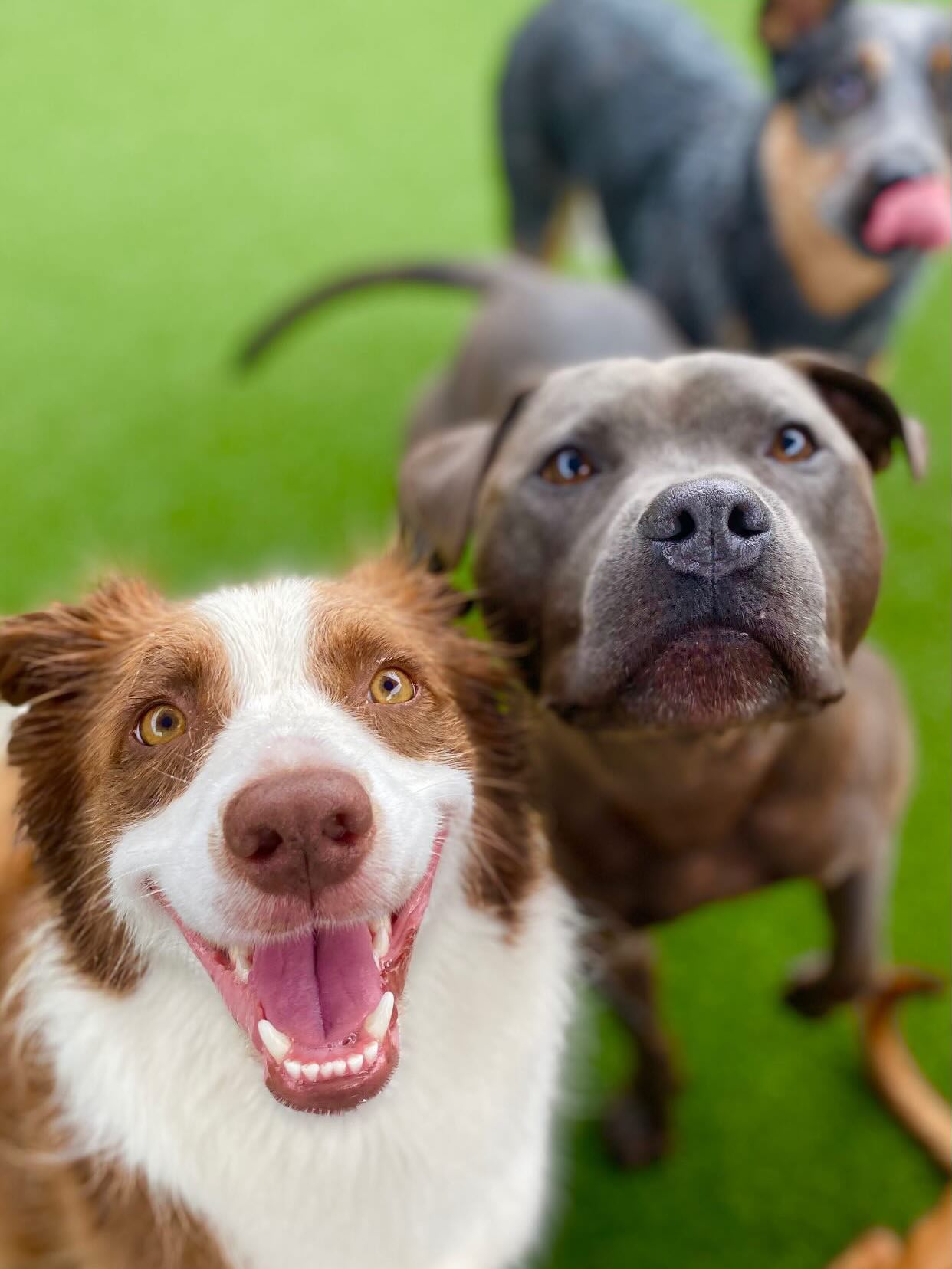 🐾🐾❤️❤️🐶🐶