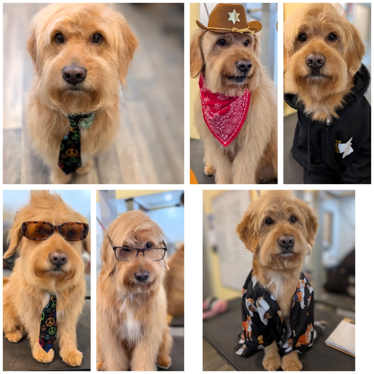 We have so much fun with Winston. Every time he comes in he gets a photo shoot.