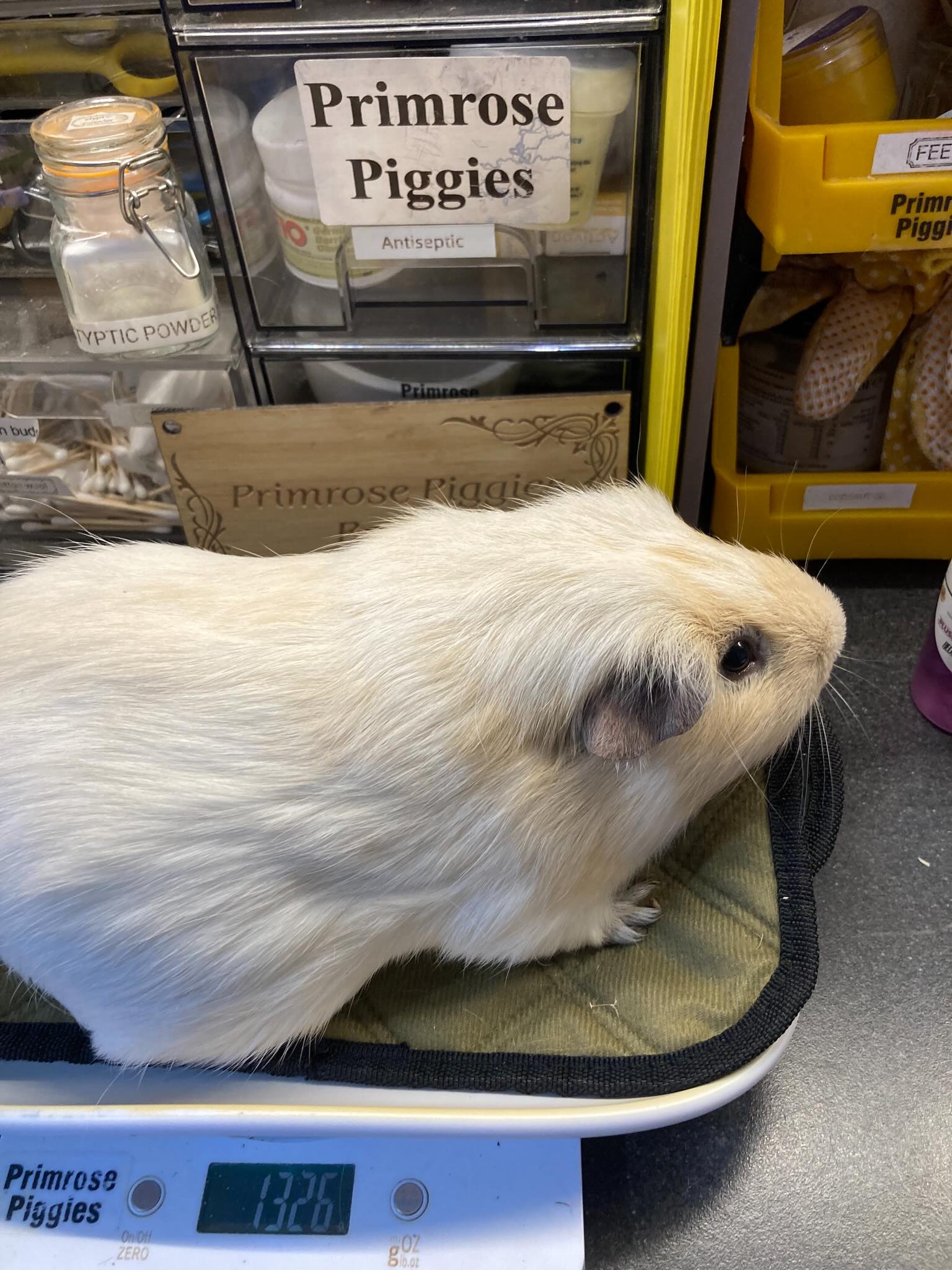 We were asked to take in a female piggy that was left behind at a care facility. Here HE is! Definitely male😳🩵 and a big one at that 🤣 No idea of age but a very chilled chap🩵🩵
#guineapig #boarpiggies #bedfordshire