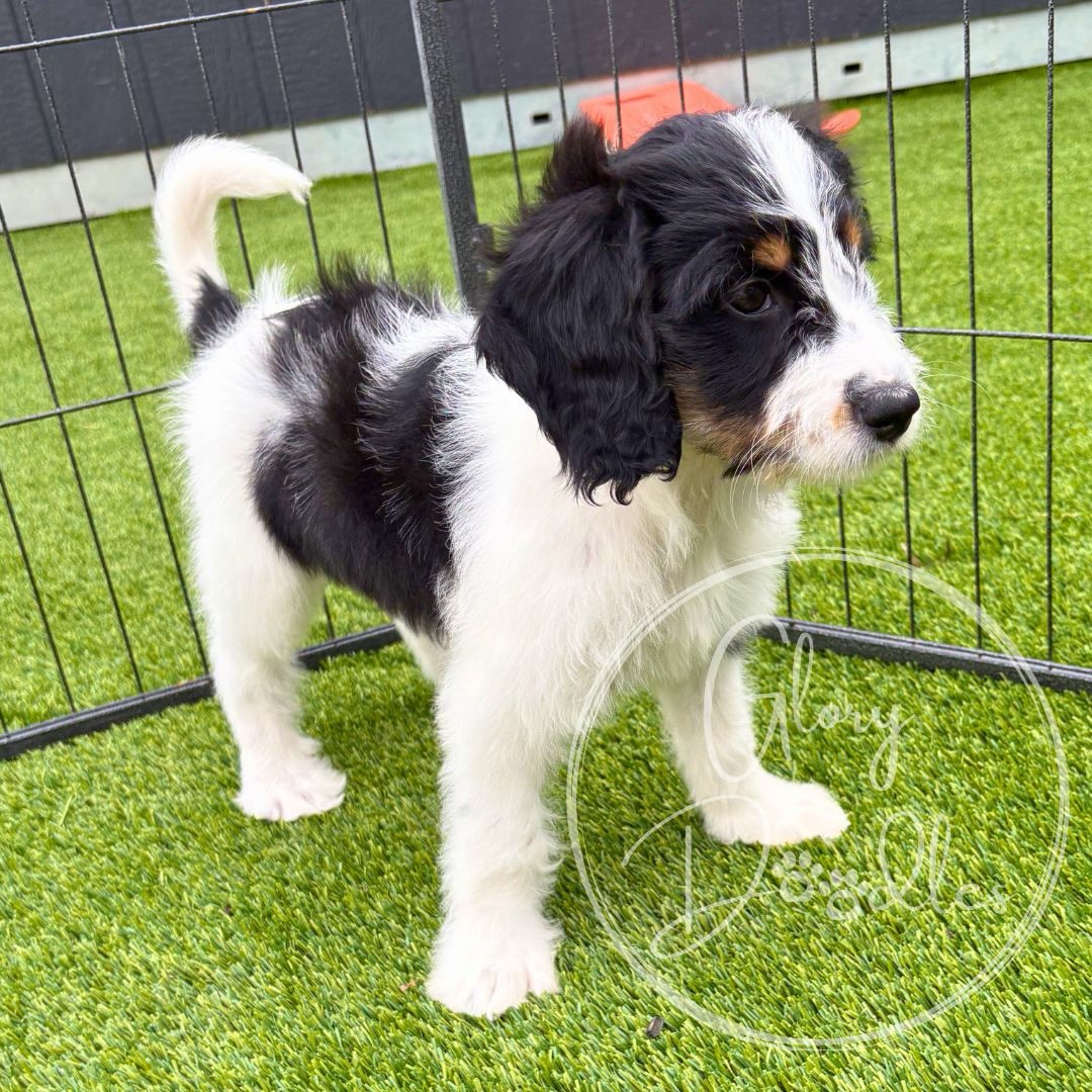 Meet Miss Aqua! She’s such a beauty 💕 She’s a medium multi gen bernedoodle — will be around 50-60 lbs full grown. She has a stunning wavy coat - which is a lot easier to maintain than the curly doodle coats. She has an amazing temperament — check out her report on the last pic.
#bernedoodle #bernedoodlepuppy