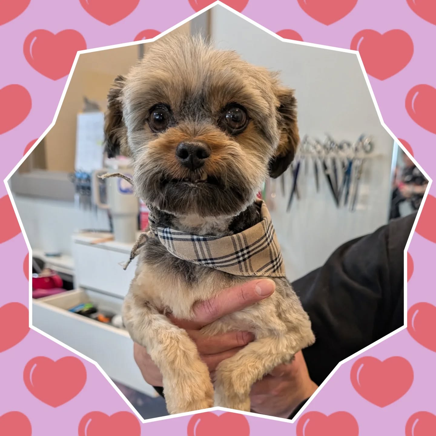 Welcome lil guy Frankie to @yellowdogancaster