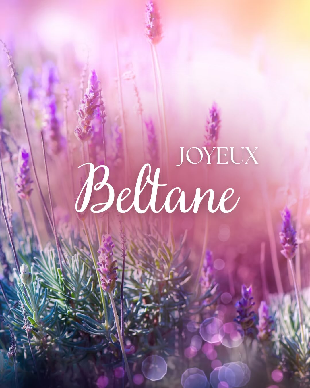 On raconte que, lors de la nuit de Beltane, le voile entre les mondes devient plus fin…
Que les fées quittent leurs royaumes invisibles pour danser au cœur des clairières, là où les fleurs sont les plus sauvages et les flammes les plus vivantes.
L’aubépine, elle, devient un seuil.
Un arbre ancien, sacré, que l’on ne cueille jamais sans précaution… car il serait le refuge des esprits de la nature, et le passage entre ici et ailleurs.
Certains disent que s’approcher d’une aubépine en fleur, ce soir-là, c’est risquer de ne jamais repartir tout à fait pareil…
Ou peut-être même de croiser un regard venu d’un autre monde.
Alors, on allume des feux, on célèbre la vie, on danse, on rit…
Et quelque part, dans l’ombre des pétales,
les fées dansent avec nous. ✨🌿
Et toi…
oserais-tu t’approcher d’une aubépine lors de la nuit de Beltane ? 🌙
#beltane #beltaneblessings #rouedelannee