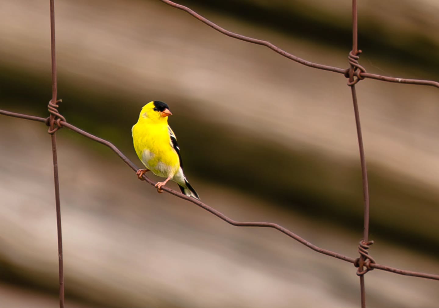Little bird, little bird, little bird. ππ¦
(2025-06-06)
#goldfinch #greycounty #birdphotography #countrysidelife #yellow