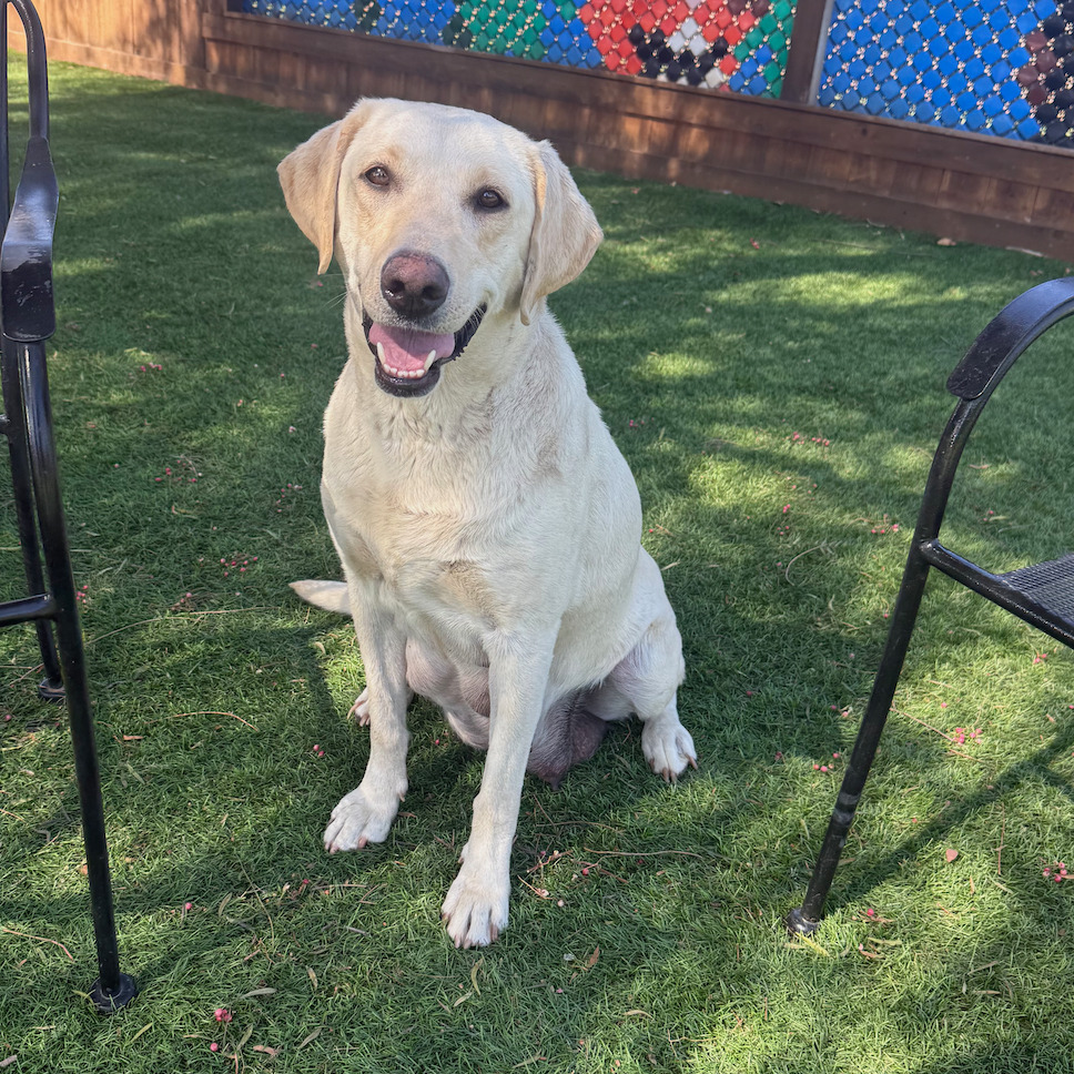 This is Rosalie. She is a beautiful, 3 year old Lab. She has an excellent temperament. She has been kept outside. She is now enjoying being indoors with blankets and loves treats. She loves to chew on bully sticks. She is a faithful dog who is looking to bond.