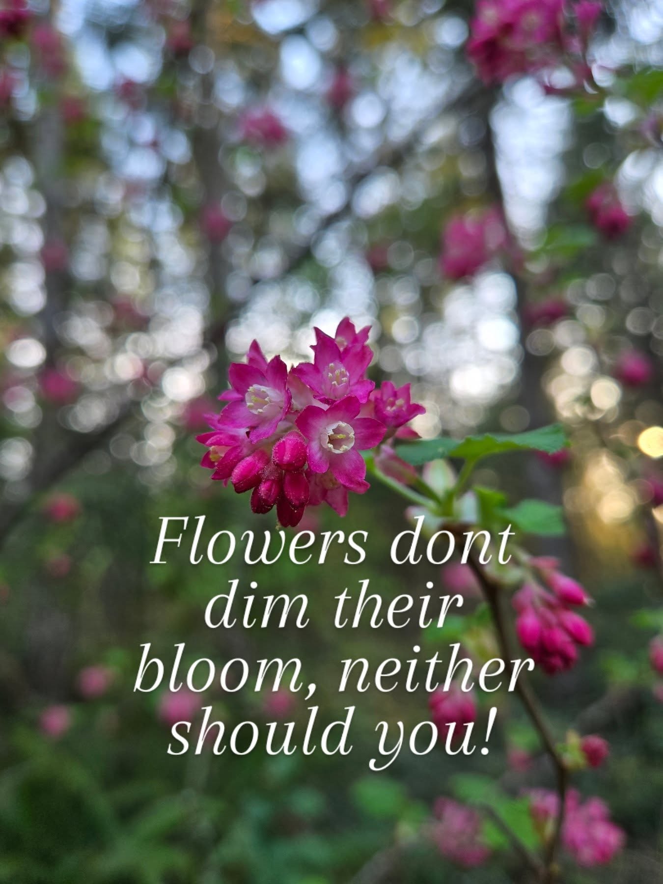 A flowers come into this world to Bloom in their fullness. They don't decide to dim their light because of fear.
We came here to step into our fullness, to shine and bloom inherently, just like the flowers.
Reconnecting to nature helps remind us of our innate rhythms. It reconnects us with our truth. Our Soul's purpose. If you are need to be inspired to remember your truth, step outside and just be.
Listen, connect and remember.
Drink up the colors with your eyes.
Immerse in the sweet scents around you.
Witness what is growing.
Listen to the bird song.
Place your bare skin on the Earth whether you take your shoes off or place your hands or back against a tree.
Allow your nervous system to recalibrate just by being there and enjoy the beauty!!
📷Moments with the beautiful red current Blossoms on the land were blessed to call home.