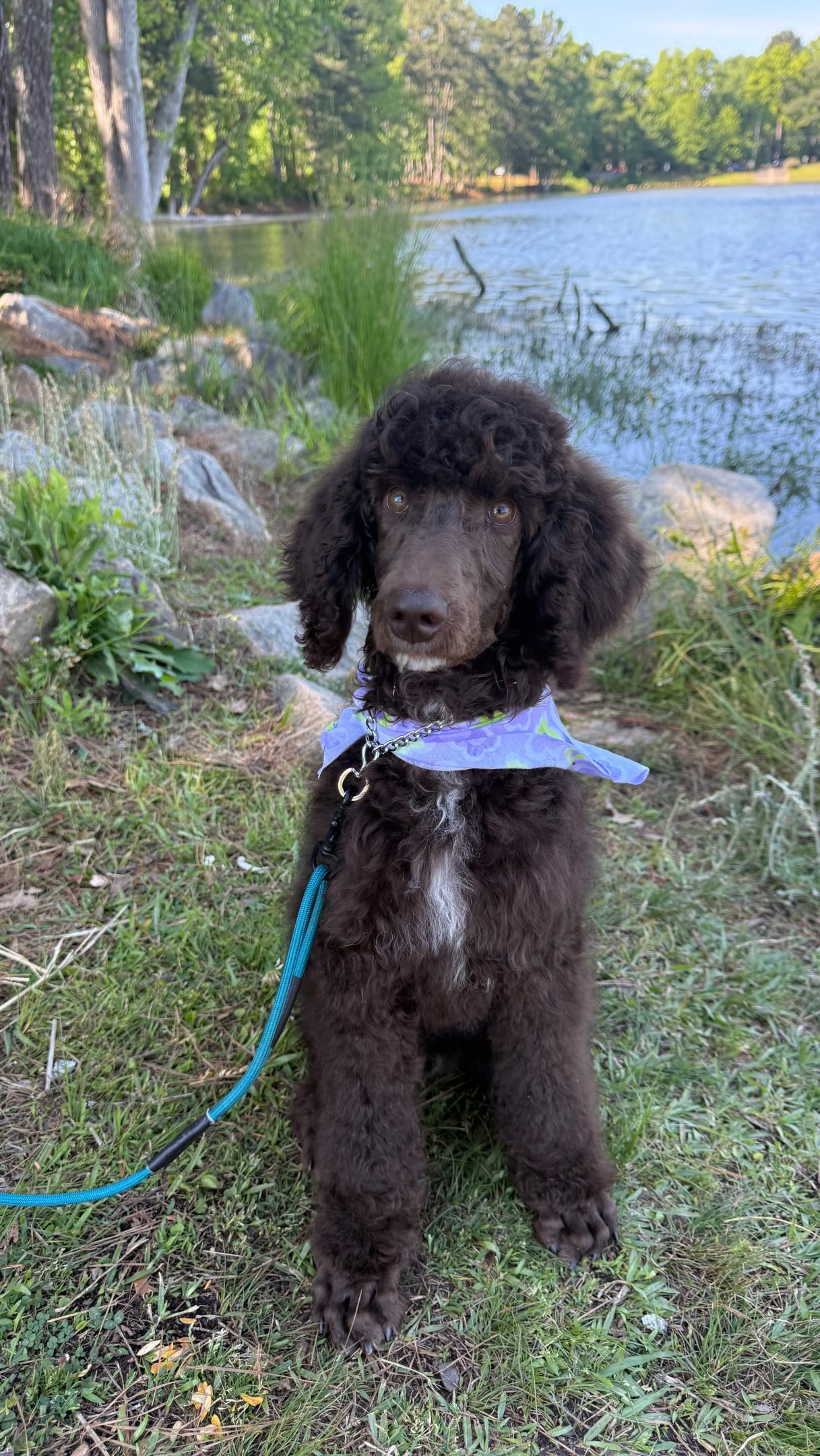 Puppy showing up, following through, and starting to understand the picture.
Loose leash heeling.
Engagement.
Building strong, reliable foundations that will last.
This is what real progress looks like: clear communication, consistency, and a dog that’s learning how to move through the world with confidence 💜
#dogtraining #puppypoodle #puppytraining #purplepupsatl