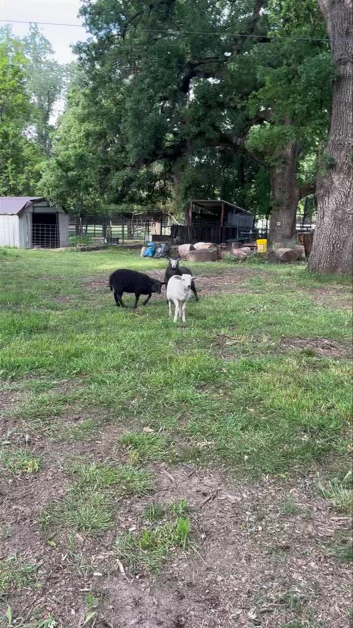 Our 3 lambs are looking for some grass to graze for a few months. If you’re interested in having them come to eat down your backyard please message me. You must have secure fencing, and a shelter where they can be locked in every night securely as they don’t stand a chance against any type of predator….