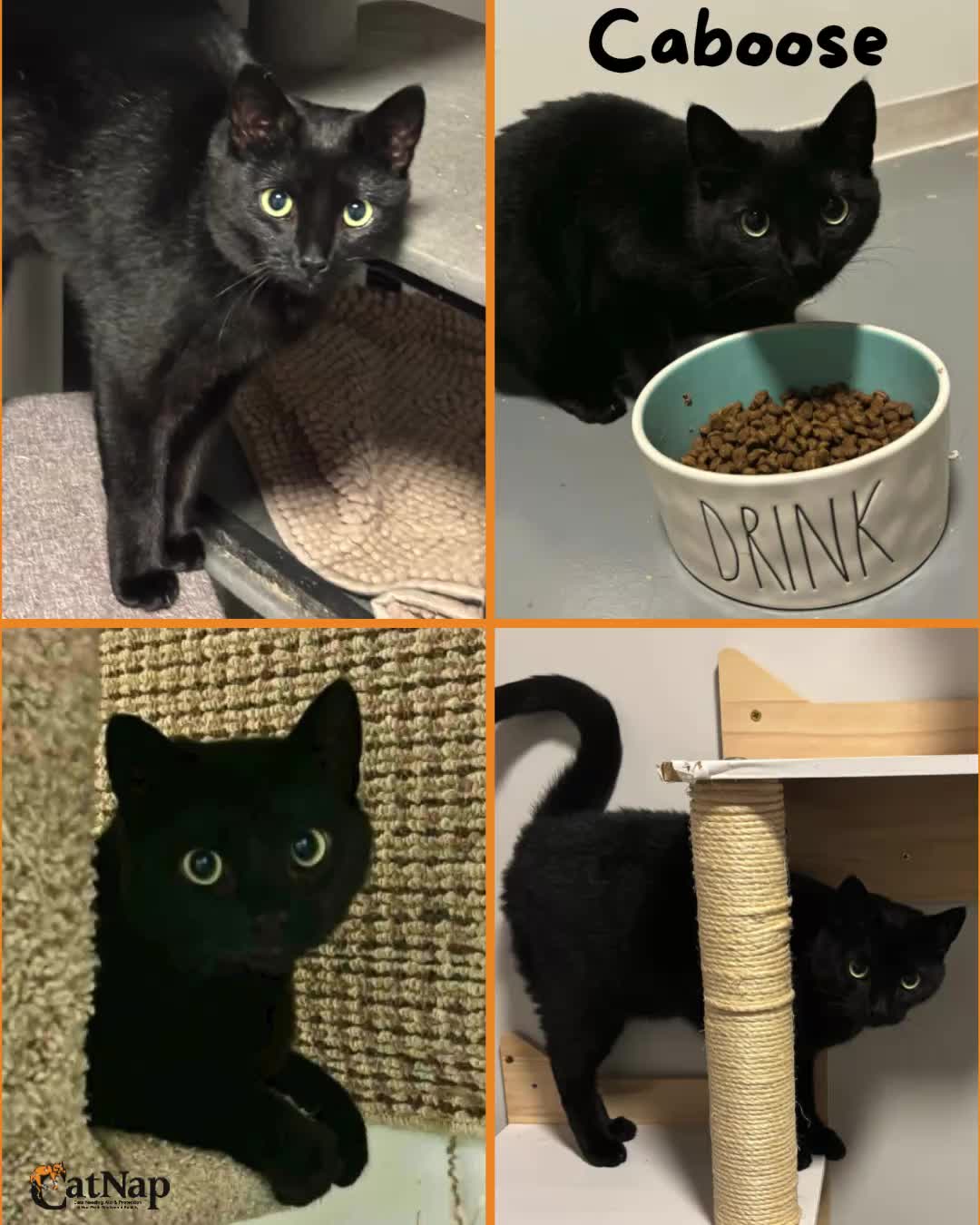 Caboose has been #ADOPTED from PetSmart, Nanaimo