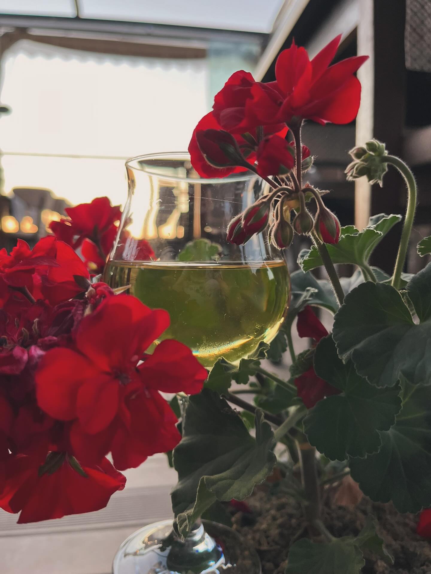 Güneş süzülürken camdan, kırmızılar daha da derinleşir… 🌺🍷
Bir kadehte toplanan huzur, doğanın kalbinden sofraya...
Hektor Şarap Evi ile anı yakala, çünkü bazı anlar sadece hissedilmek içindir.
#şarap #günbatımı #restaurant #çanakkale #bozcaada