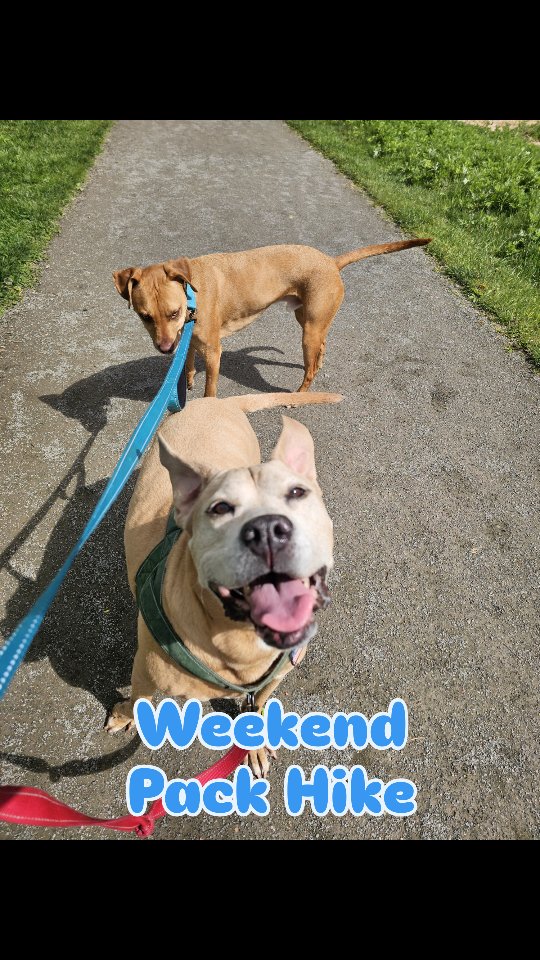 LOVING these early Spring pack hikes. The cooler temps and fresh Spring smells make for perfect exploration weather ππ·πΎ
Dont miss out on the next one - May 16th π
#happypupdogwalking #longdockpark