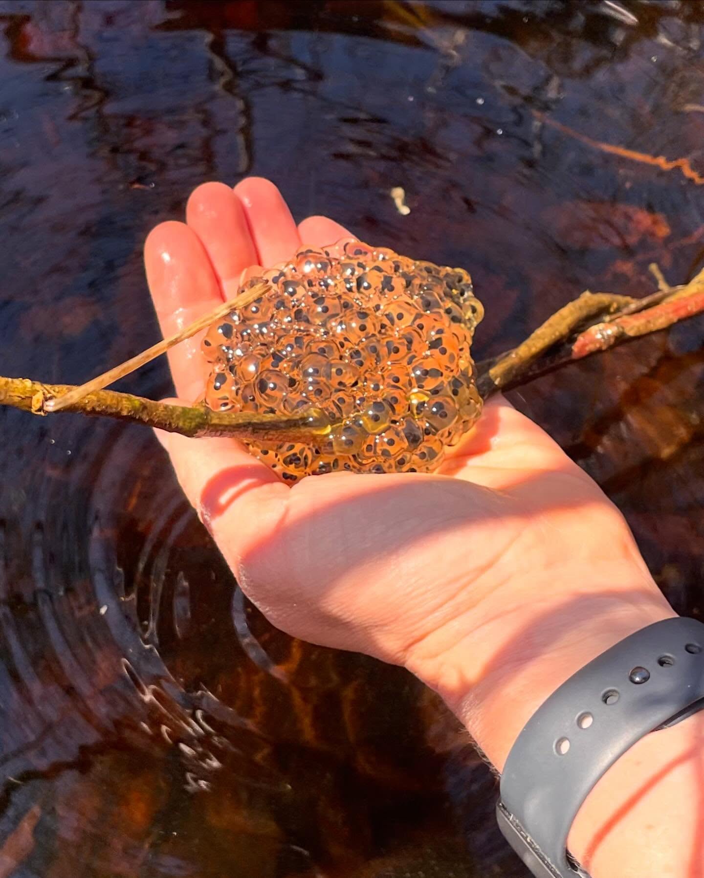 Explore the fascinating world of vernal pools with us this Sunday, May 3rd at the Rockland Bog! We’ll look for frog and salamander egg masses, pollywogs and tadpoles, caddisflies, and insects at this free program.
Vernal pools are special, ephemeral bodies of water where amphibians and insects lay their eggs in spring. The Rockland Bog is home to several active vernal pools — and we can’t wait to get an up-close look at who’s using them this weekend!
This event is free and open to all ages. Participants should meet us at 10am at the Rte 90 entrance to the Rockland Bog. Register and see more details at georgesriver.org (🔗 link is in our bio!).
#georgesriverlandtrust #rocklandbog #vernalpool
