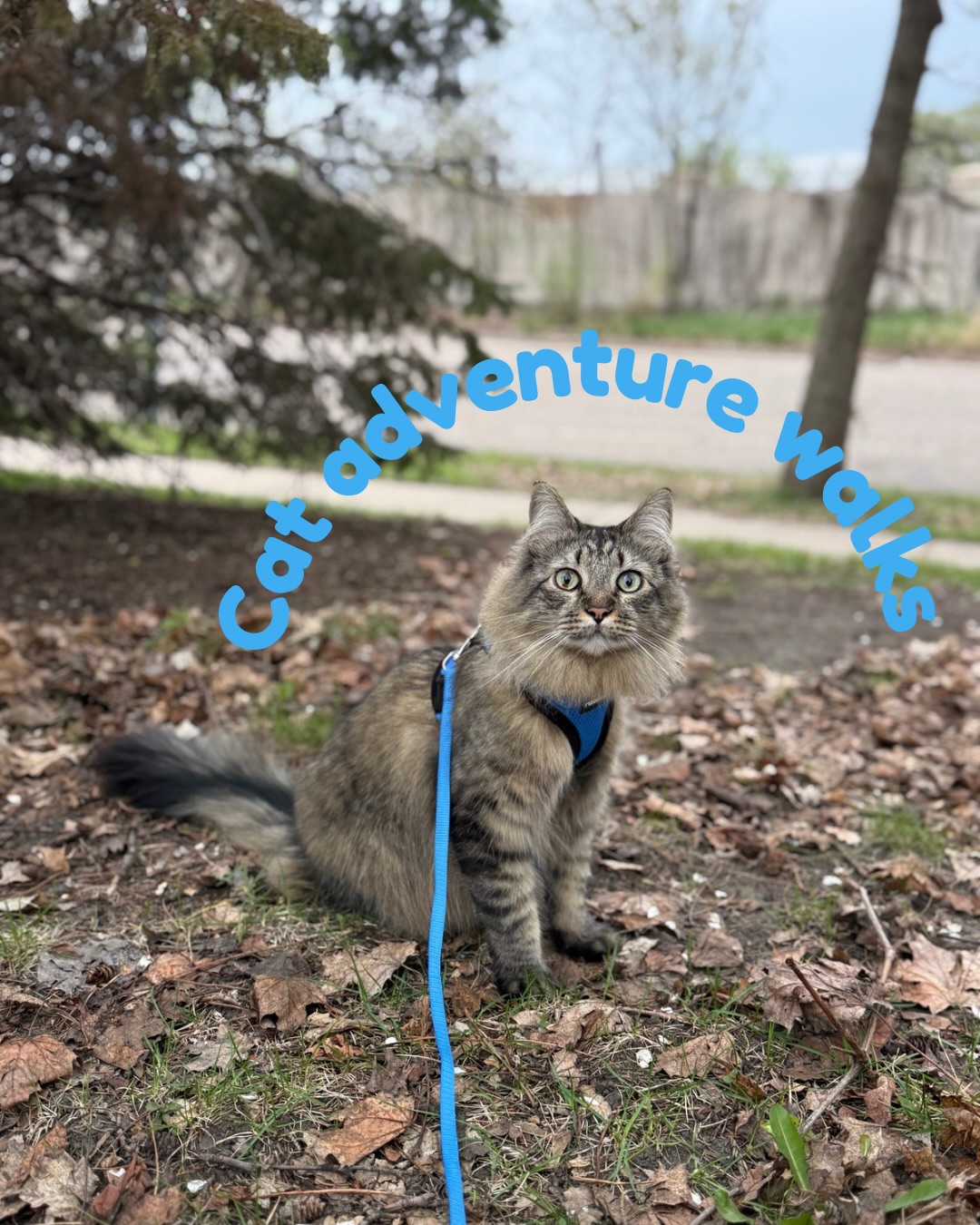 𝐍𝐞𝐰 𝐨𝐟𝐟𝐞𝐫𝐢𝐧𝐠: 𝐜𝐚𝐭 𝐚𝐝𝐯𝐞𝐧𝐭𝐮𝐫𝐞 𝐰𝐚𝐥𝐤𝐬 😻
𝘍𝘰𝘳 𝘵𝘩𝘦 𝘤𝘶𝘳𝘪𝘰𝘶𝘴, 𝘤𝘰𝘯𝘧𝘪𝘥𝘦𝘯𝘵, 𝘢𝘯𝘥 𝘤𝘰𝘰𝘱𝘦𝘥 𝘶𝘱 𝘬𝘪𝘵𝘵𝘪𝘦𝘴 𝘸𝘩𝘰 𝘤𝘳𝘢𝘷𝘦 𝘮𝘰𝘳𝘦 𝘵𝘩𝘢𝘯 𝘫𝘶𝘴𝘵 𝘵𝘩𝘦 𝘸𝘪𝘯𝘥𝘰𝘸𝘴𝘪𝘭𝘭 𝘷𝘪𝘦𝘸.
This service is designed for cats who are leash trained (or working toward it), and enjoy safely exploring the outdoors with guidance, patience, and care.
Think of it as enrichment + exercise + mental stimulation, all in one intentional outing 🌿
Each adventure is tailored to your cat’s comfort level, personality, and experience. Whether that’s a slow paced sniffari around your yard, or a short neighborhood stroll. Your cat gets to explore the world in a safe, controlled, and stress free way.
𝐈𝐝𝐞𝐚𝐥 𝐟𝐨𝐫 𝐜𝐚𝐭𝐬 𝐰𝐡𝐨:
• Are curious, active, or seem bored indoors
• Have experience with a harness or are ready to learn
• Need more mental stimulation and enrichment
• Enjoy observing nature (birds, leaves, new scents)
• Would benefit from gentle and structured exposure to the outdoors
𝐏𝐞𝐫𝐟𝐞𝐜𝐭 𝐟𝐨𝐫 𝐩𝐞𝐭 𝐩𝐚𝐫𝐞𝐧𝐭𝐬 𝐰𝐡𝐨:
• Want to safely introduce their cat to outdoor exploration
• Feel guilty that their cat seems restless or under stimulated
• Work long hours and want to add enrichment to their cat’s day
• Love the idea of giving their cat a “little adventure” without the risk
𝐖𝐡𝐚𝐭’𝐬 𝐢𝐧𝐜𝐥𝐮𝐝𝐞𝐝:
• fully supervised outdoor time
• A slow and patient pace based on your cat’s comfort level
• Positive reinforcement & building trust
• Harness/leash guidance (if needed)
• Updates and photos so you can see their adventure
𝐂𝐨𝐬𝐭:
$30 30 minutes
$35 45 minutes
$40 60 minutes
𝐓𝐡𝐞 𝐠𝐨𝐚𝐥:
A more confident, enriched, and fulfilled cat without compromising their safety ❤️