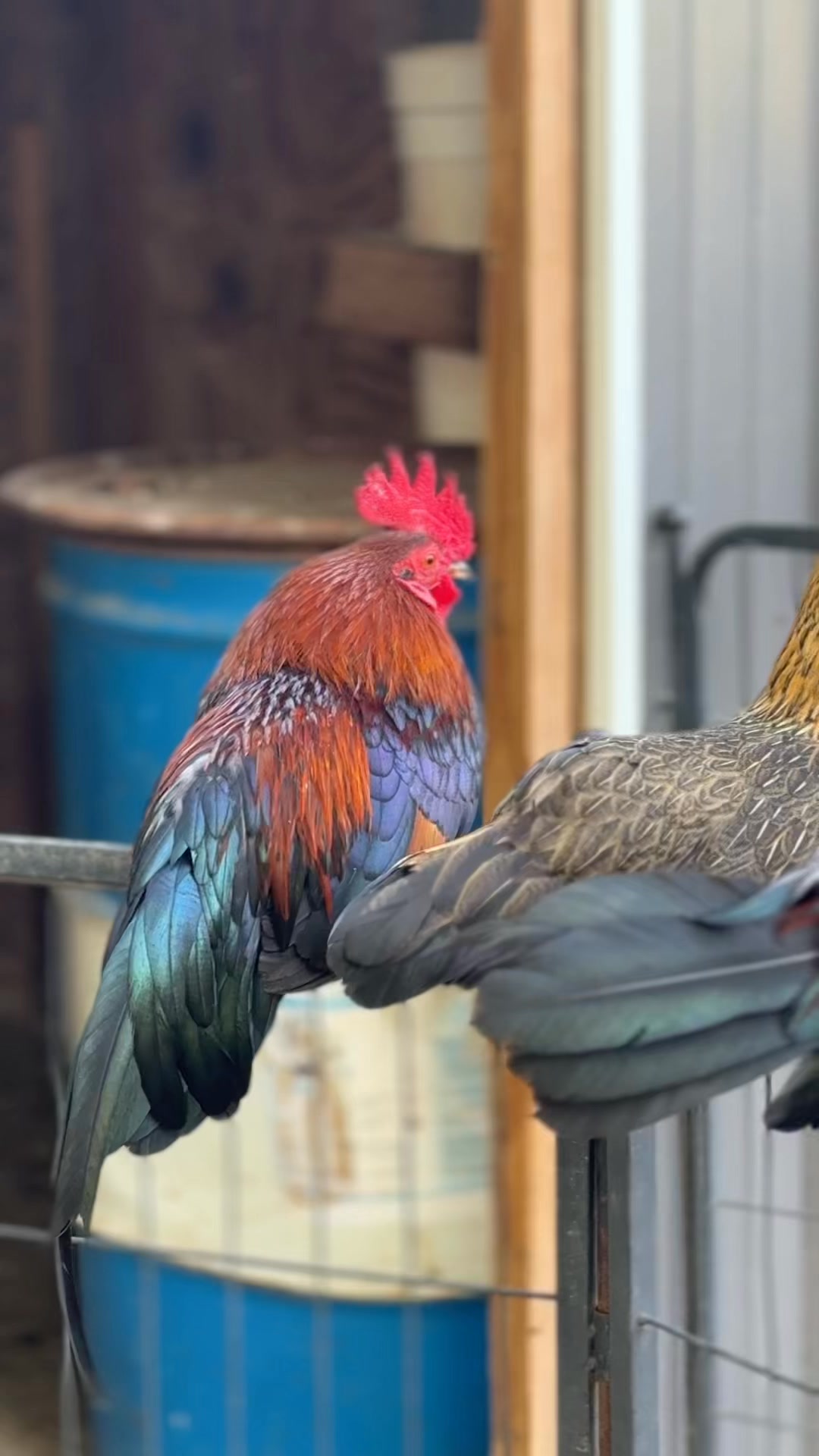Good morning to all of you farm animal lovers out there!! #animalovers #farm #chicken