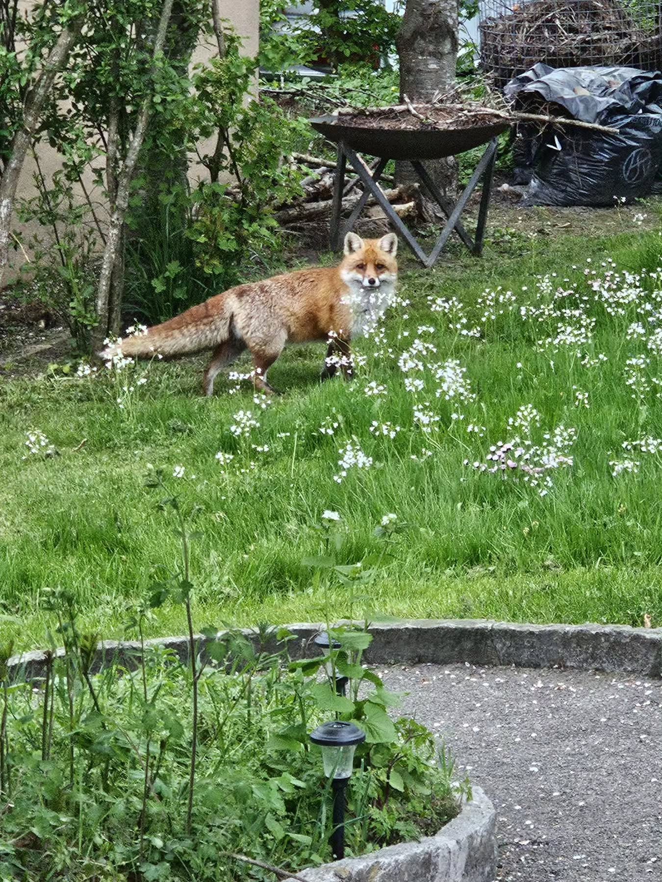 Flauschiige Bsuecher im Garte🤭✨️ Lümmel dee. 🥰 Schöne Obiig✨️