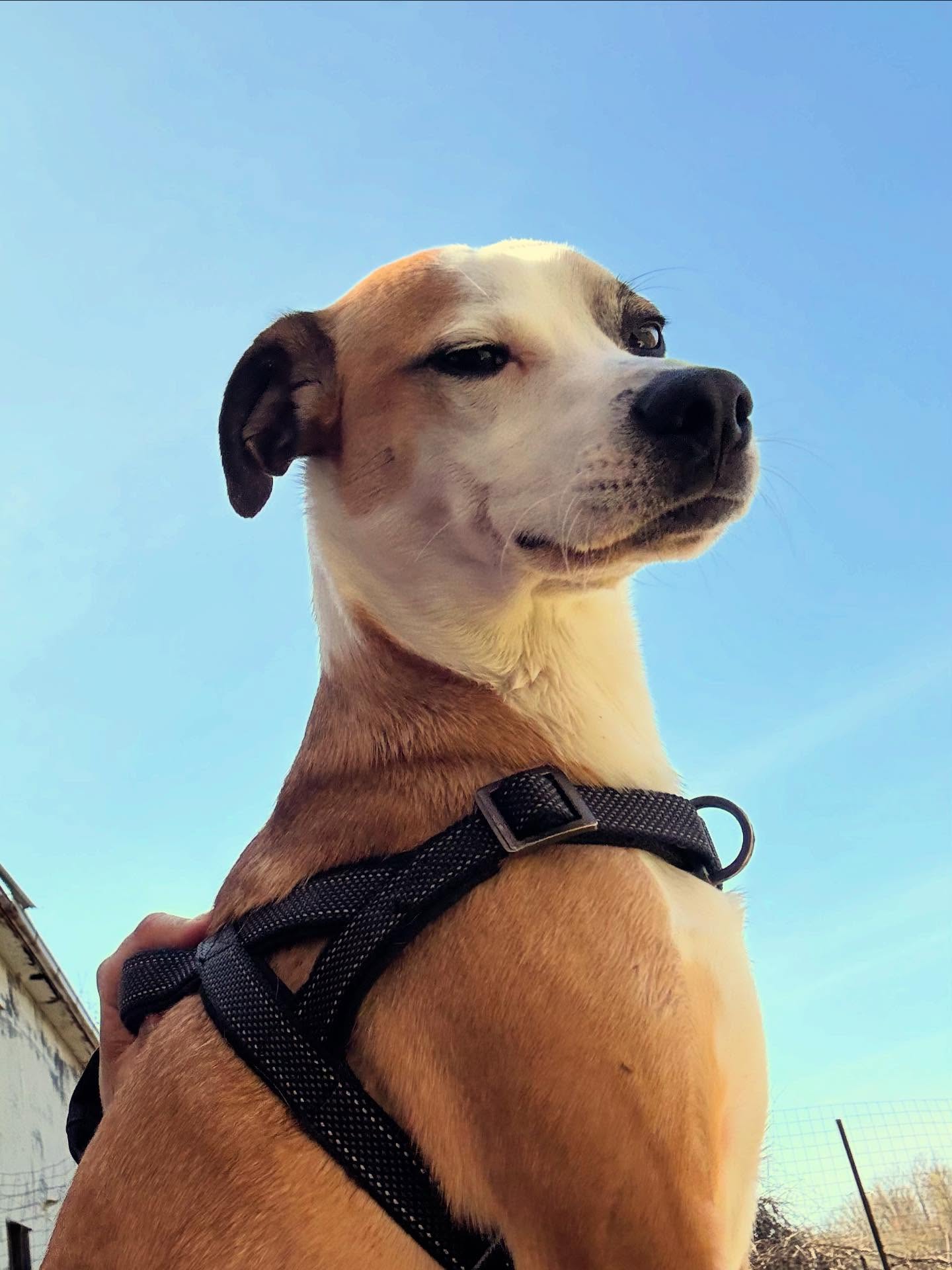 Handsome Chip ❤️😎