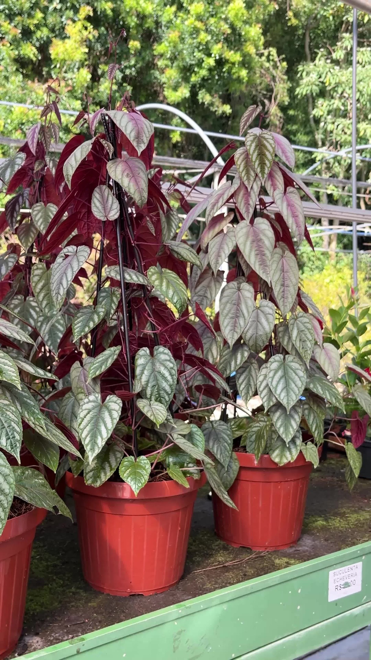 Parente da uva, mas com folhas de outro mundo. 🍃
O Cissus discolor é uma trepadeira originária do Sudeste Asiático que conquista pelo visual exótico e pela sofisticação das suas folhas uma das espécies mais elegantes para interiores e jardins protegidos.
De crescimento moderado, pode ser conduzida em treliças ou cultivada de forma pendente e suspensa. Pede boa luminosidade, solo leve e bem drenado e rega frequente e em troca, transforma qualquer espaço.
Temos unidades disponíveis na loja. As últimas. 🌿
