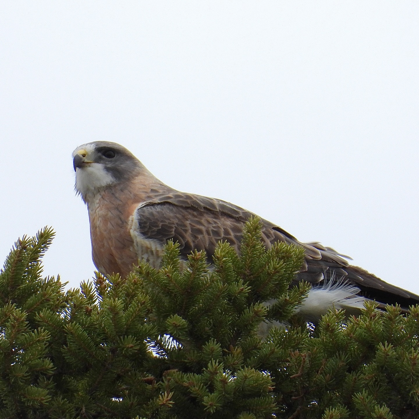 It’s breeding season for the birds at UM!
Swainson’s Hawks have been breeding on the Fort Garry campus for the past few years. I took this photo today of one checking out last year’s nest site. Most of these hawks migrate all the way to places like Argentina for the winter.
A pair of Ospreys is also busy building a nest on campus. In the second photo, one is bringing a branch to the nest.
Slide 1: Swainson’s Hawk
Slide 2: Osprey
📷: @justinleerasmussen