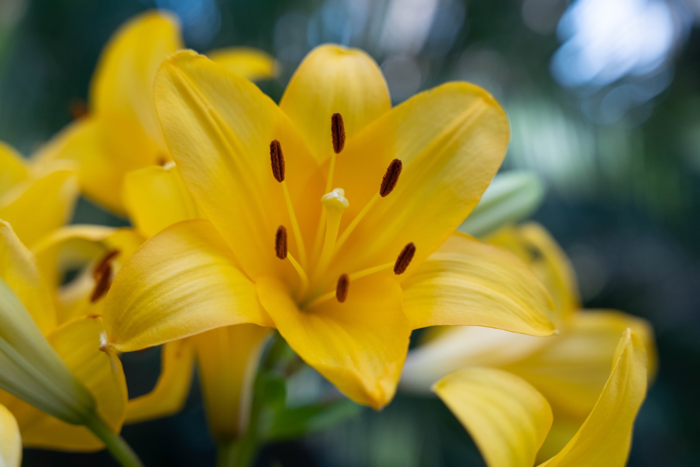 Our beautiful yellow lilies are blooming in the fields 🌼