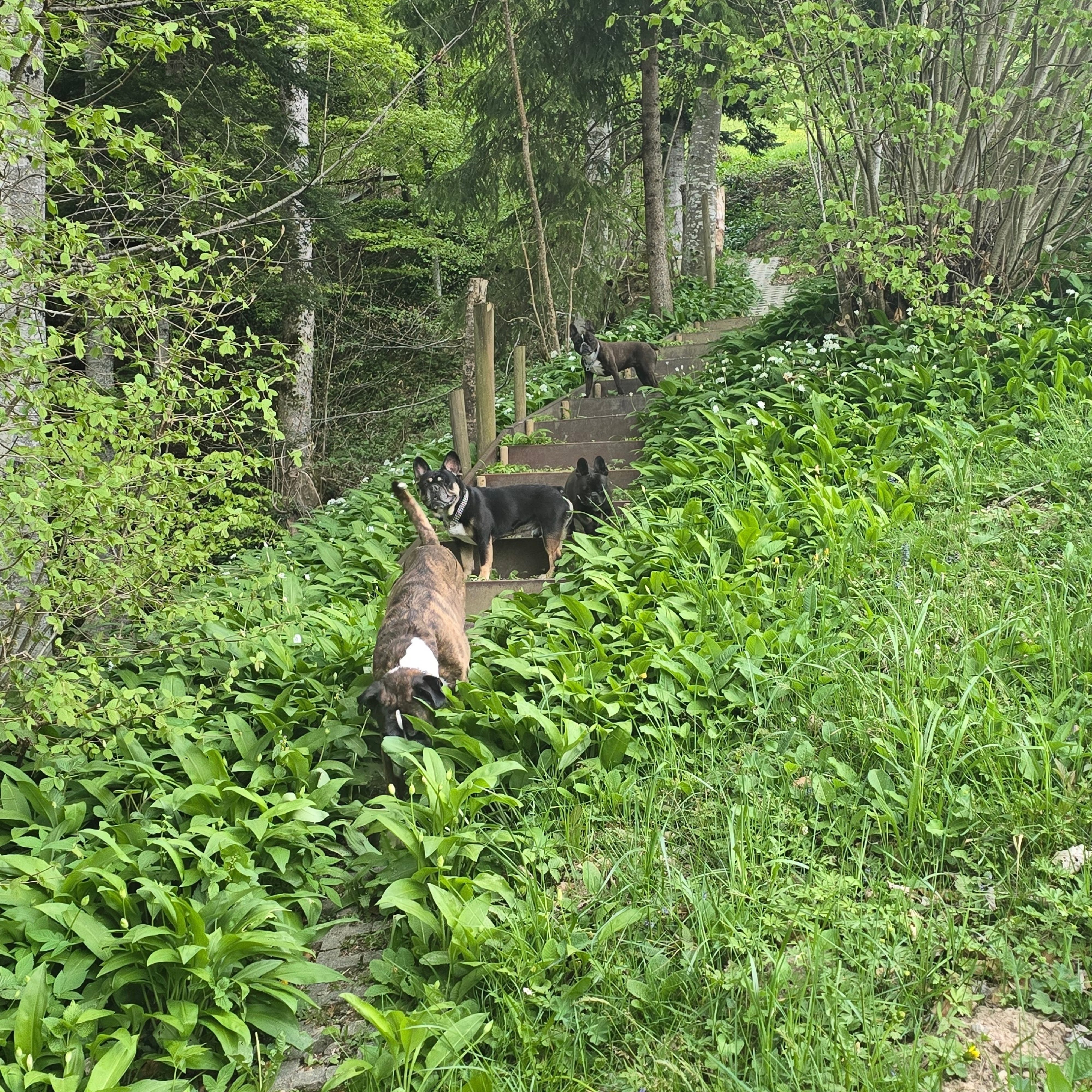 Obigspaziergang mit de Rasselbandi🥰🥳✨️🤗