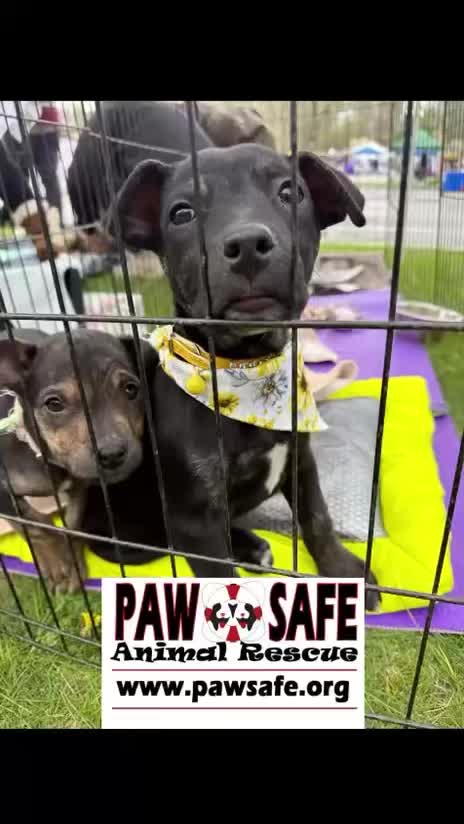 Sadie & Erika 🐾
2-month-old bulldog mix sisters looking for their forever home!
✔️Both female & spayed
✔️Great with cats, dogs & kids
✔️Sweet, playful, and ready to love you forever
Meet them by appointment at their foster home in Lagrangeville, NY 🏡
📧Email info@pawsafe.org to set up a meet & greet!
