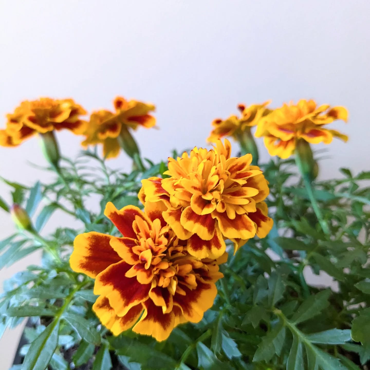It's starting to feel like spring! Bring on the flowers!
Join us at our free therapeutic horticulture workshop for 55+ next weekend to plant your own flowers! Link in bio.