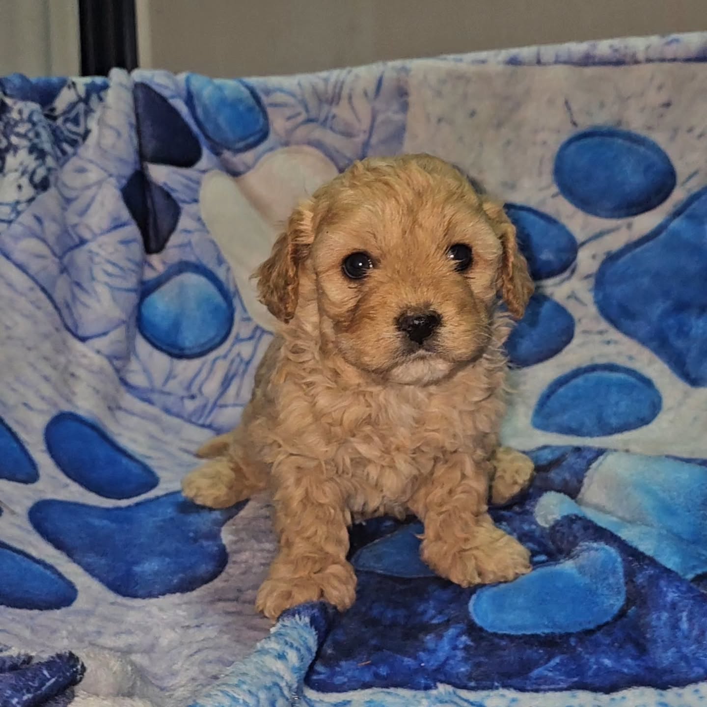 Cavachon female pup 4 SOLD
For more information please contact www.katashillviewkennels.com