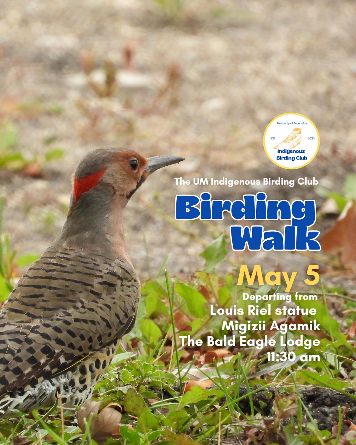 Join us for a relaxed, 1.5-hour birding walk that begins at Migizii Agamik – Bald Eagle Lodge. We will gather at 11:20 a.m. by the Louis Riel statue, with the walk starting promptly at 11:30 a.m. The walk will take us to King’s Park, or another nearby location, at a leisurely pace, allowing us to enjoy our feathered relatives in the green spaces on and near campus.
These walks are open to BIPOC (Black, Indigenous, and People of Colour) folks and allies who share our belief that birding is for everyone, regardless of experience. Whether you’re new to birding or a seasoned enthusiast, we welcome you to join. Just dress for the weather and be sure to bring sunscreen and water. If you don’t have your own binoculars, we have some available to borrow.
Our walks are an opportunity to connect with nature, build community, and learn from one another in a relaxed and supportive environment. Feel free to participate at your own pace, there’s no need to stay with the group the entire time, and you’re welcome to come and go as you please.
Accessibility Information:
The walk covers a variety of paths, including pavement, grass, dirt, and gravel, with mostly flat terrain and a few gentle slopes.
Washrooms are available approximately halfway along the walk.
If you need assistance or have specific accessibility requirements, please let us know in advance so we can do our best to accommodate you.
Parking:
Please note there is NO free parking on campus M-F from 8:30 a.m. to 4:30 p.m. Parking is available in the Parkade and at metered spaces for a fee.
We look forward to seeing you there!
📷: @justinleerasmussen
@umindigenous @umanitoba