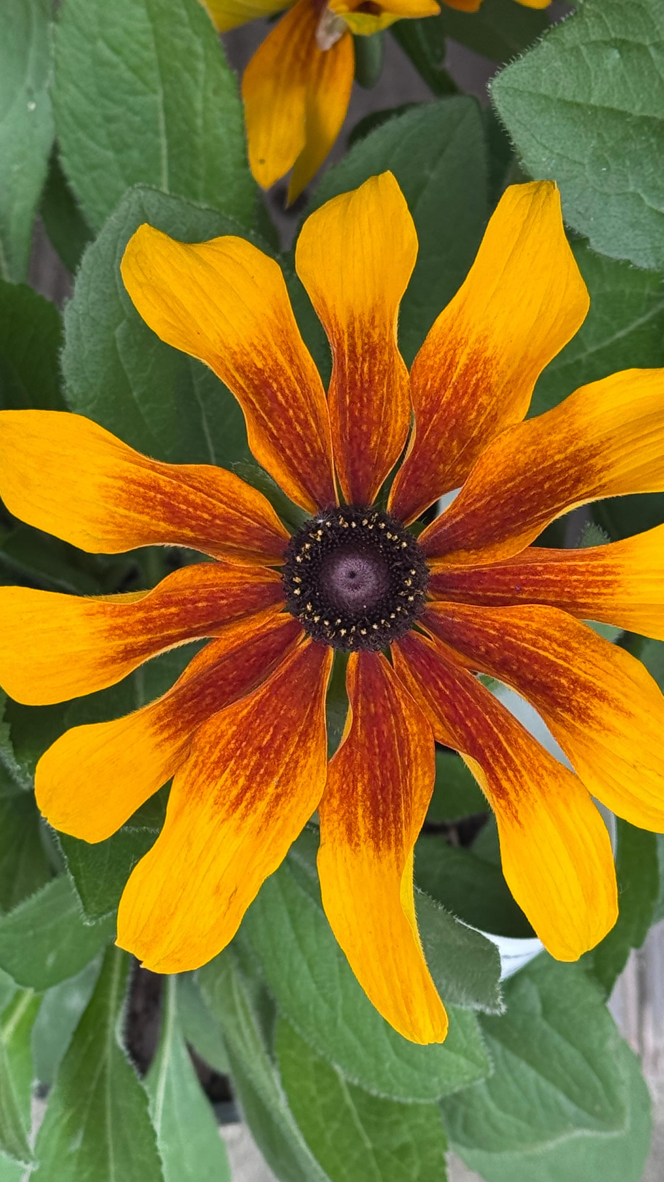 ⨠âDonât be ridiculous⌠everybody wants this.â â¨
Itâs Fabulous đ
Rudbeckia âRising Sun Chestnut Goldâ is serving golden-hour glam with rich, sunset tones and nonstop blooms that demand attention. đźđĽ
Sheâs bold. Sheâs radiant. Sheâs the one everyoneâs reaching for.
đ Come grab yours before sheâs goneâŚbecause everybody does want this.
#ncgardening #MainCharacterPlant #Rudbeckia #GardenStyle #CoastalGarden