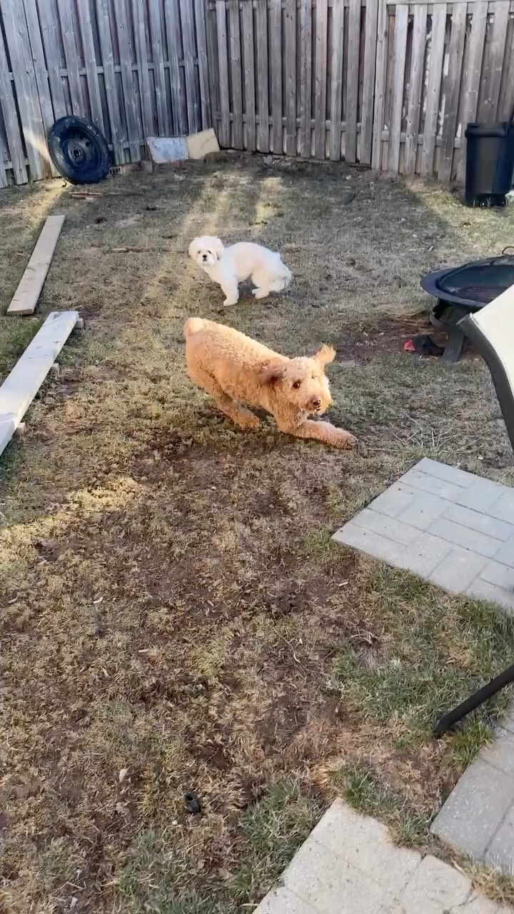 Hazel in full zoomie mode. Mimi trying to figure her out… then joins the chaos
#Zoomies #doglife #HappyDogs #BramptonDogDaycare #wigglewagdaycare